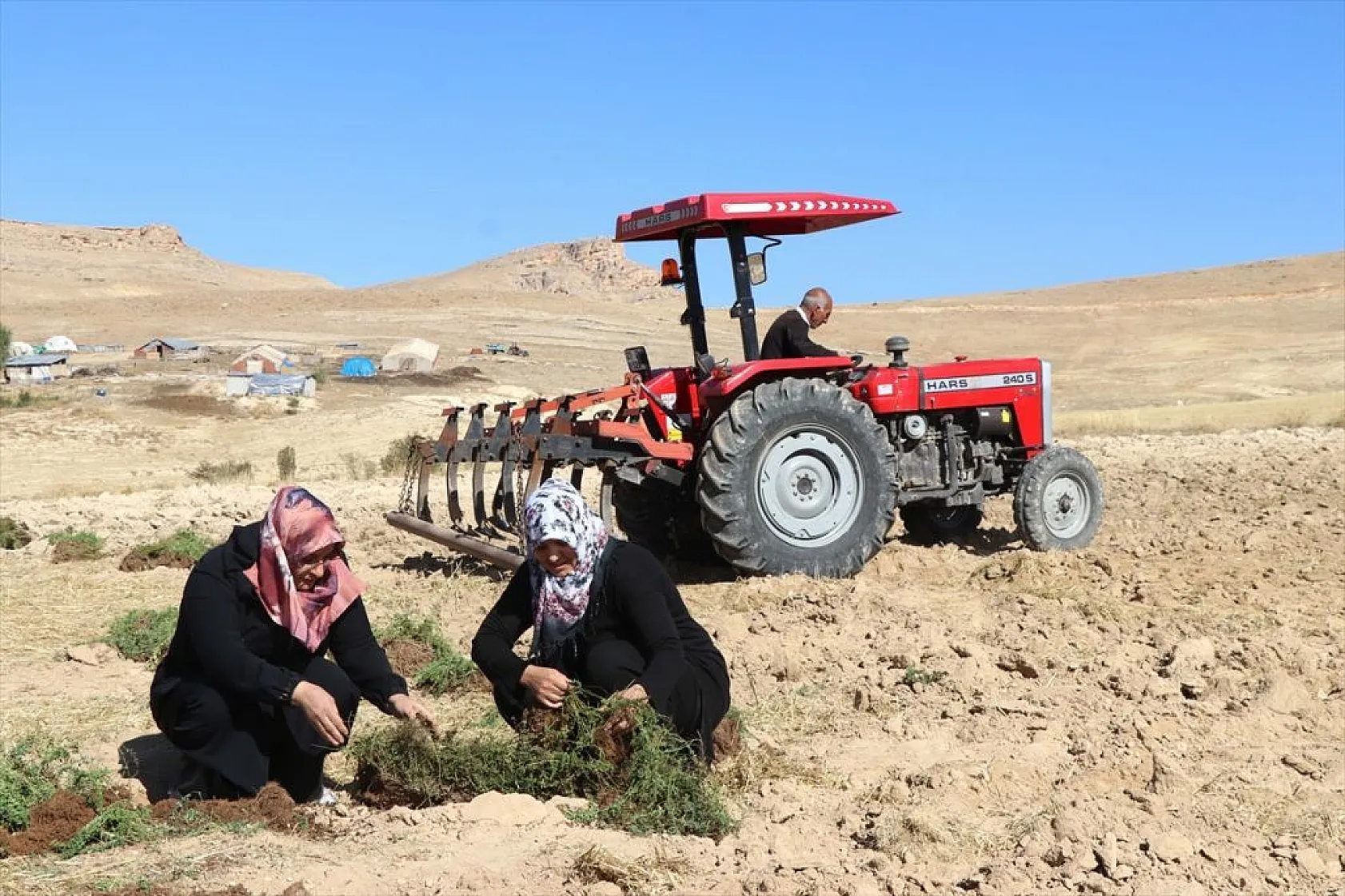 Atıl araziler tıbbi bitkilerle tarıma kazandırılıyor
