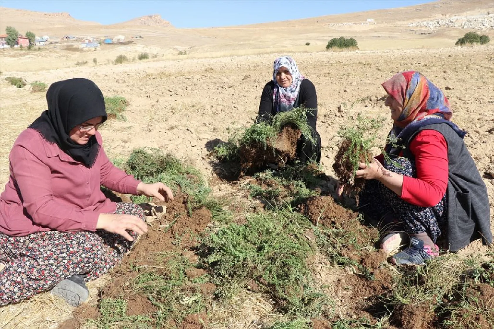 Atıl araziler tıbbi bitkilerle tarıma kazandırılıyor