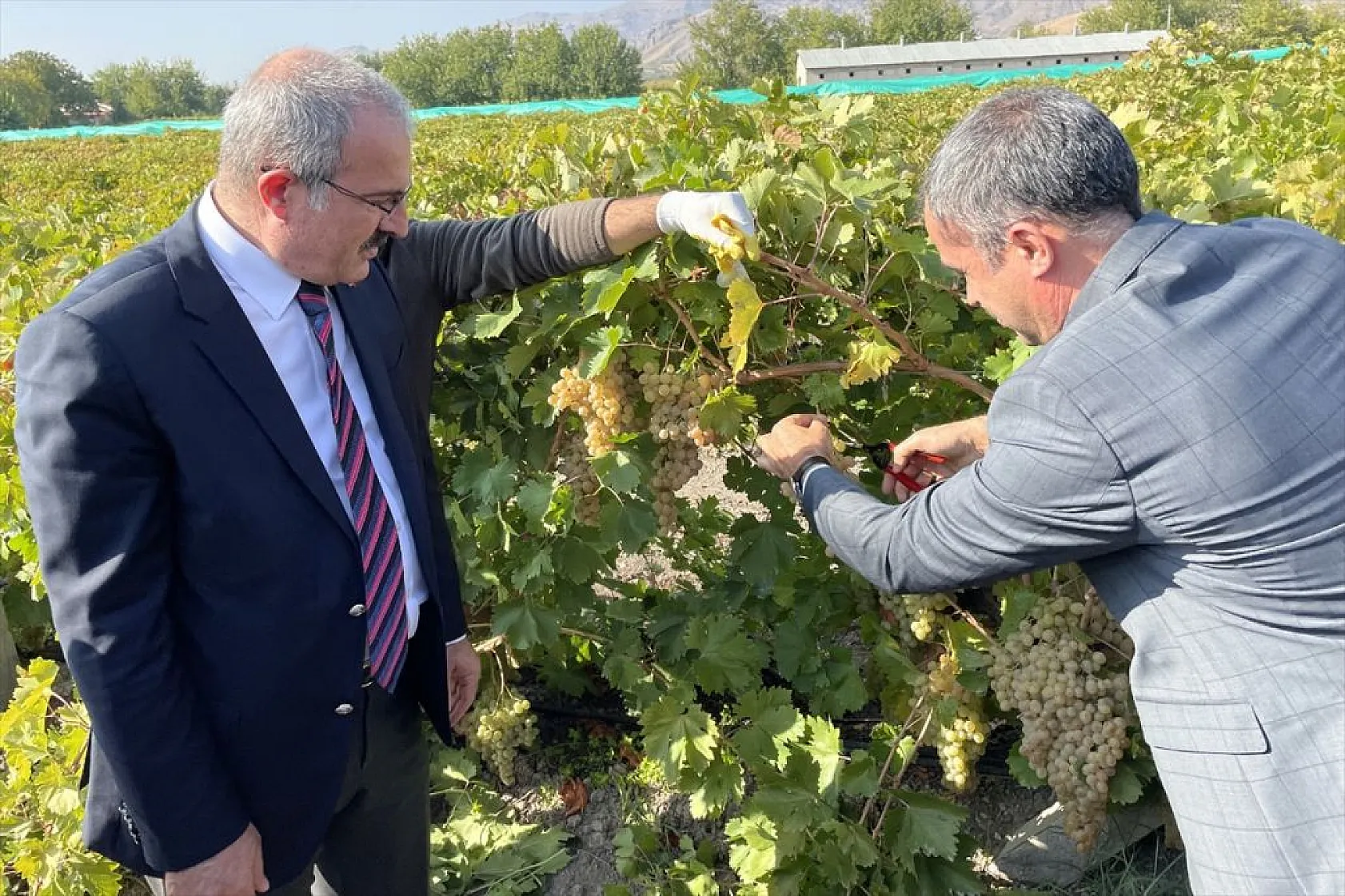 Elazığ'da 'bağ bozumu ve orcik' etkinliği
