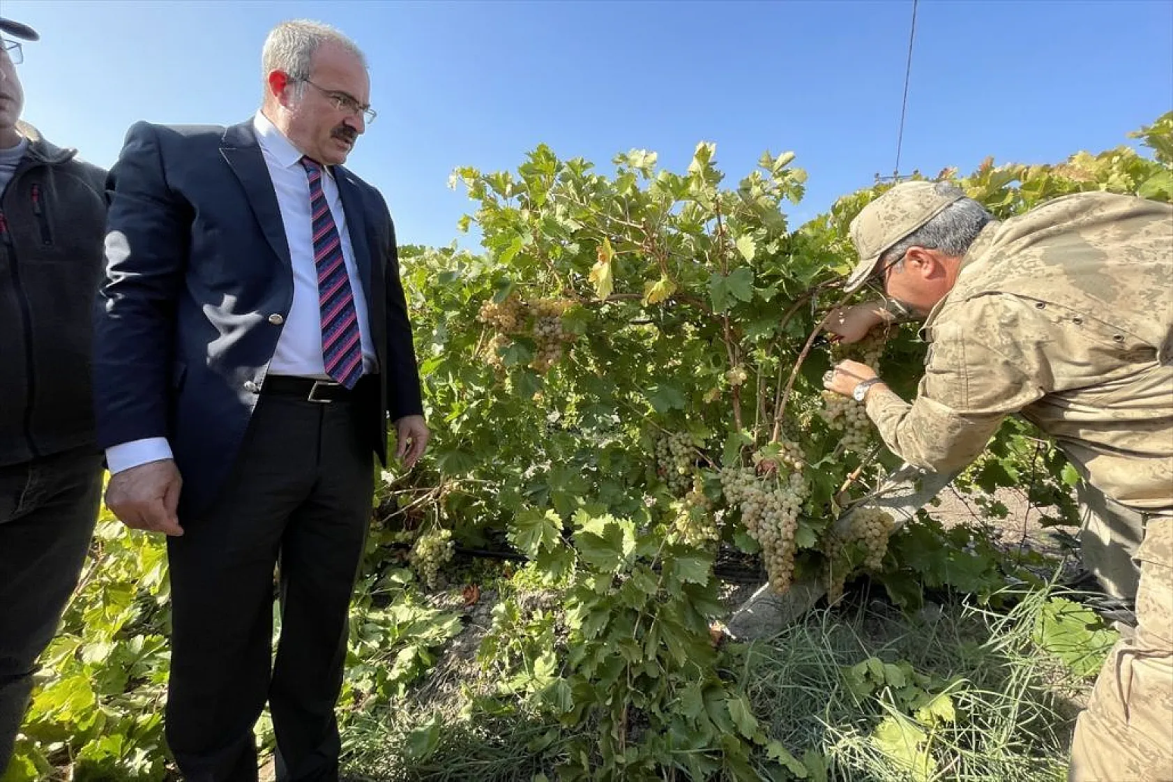 Elazığ'da 'bağ bozumu ve orcik' etkinliği