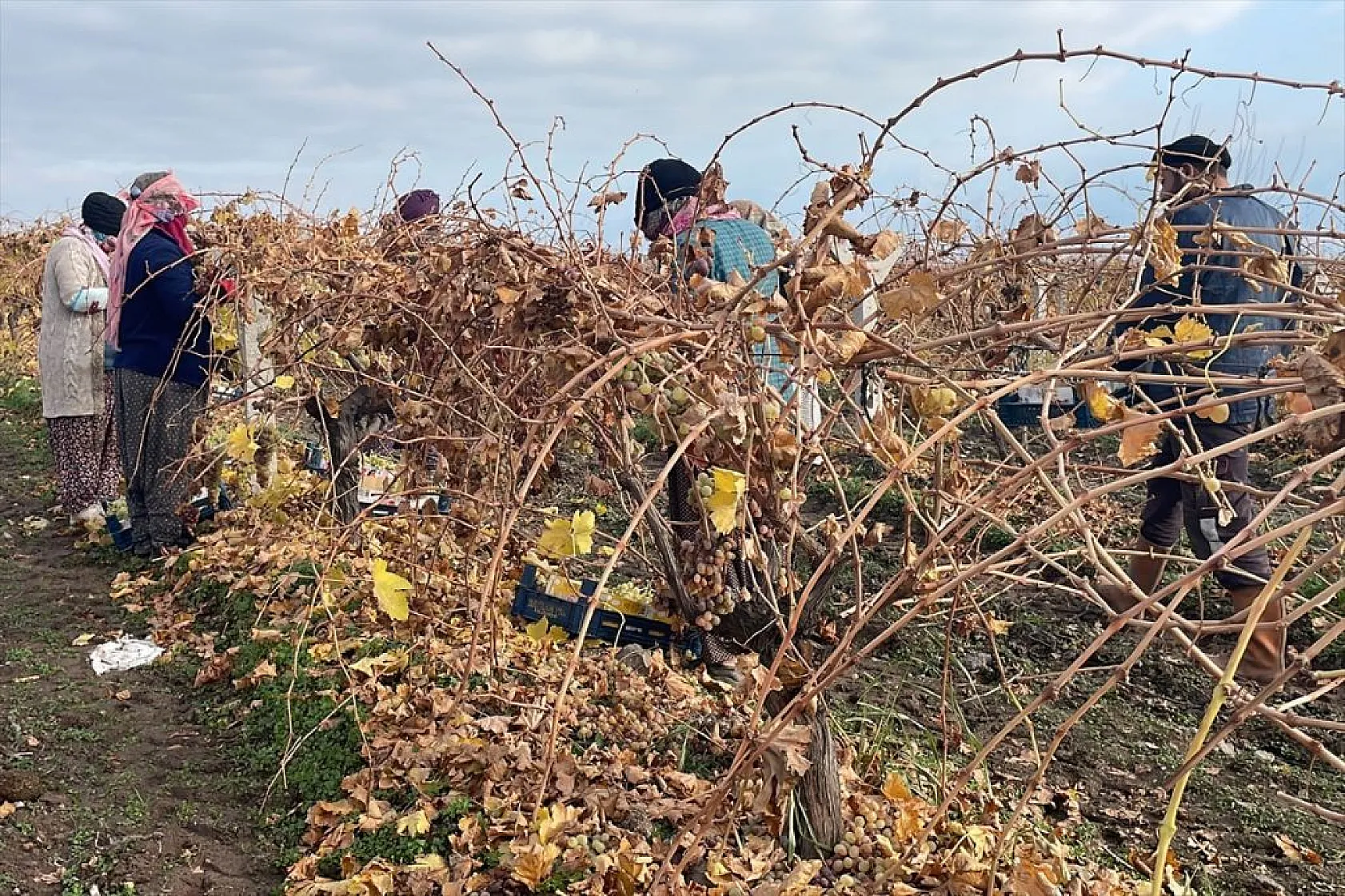 Brandayla kapatılan üzüm bağlarında hasat