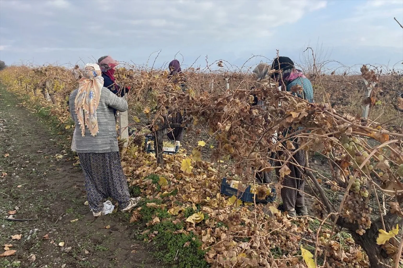 Brandayla kapatılan üzüm bağlarında hasat