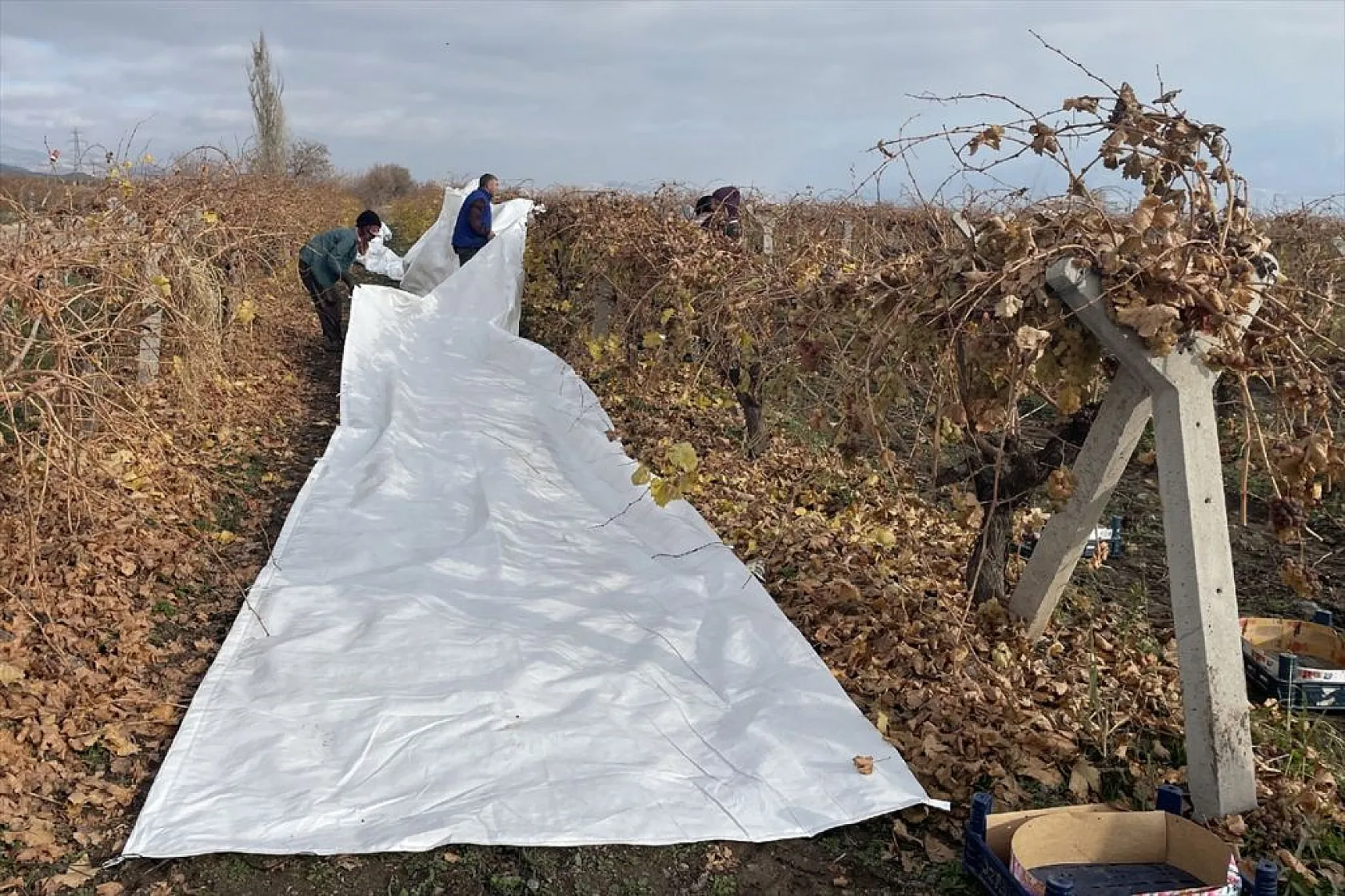 Brandayla kapatılan üzüm bağlarında hasat