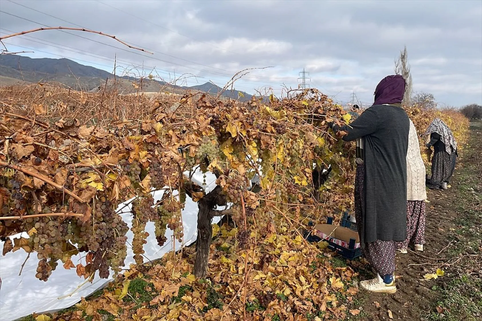 Brandayla kapatılan üzüm bağlarında hasat