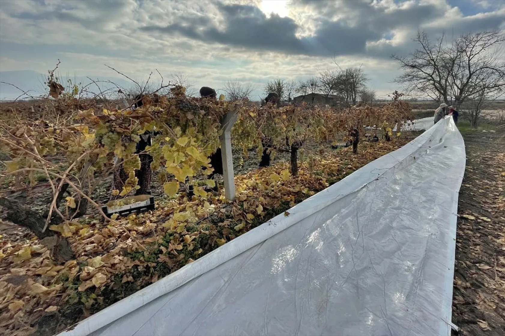 Brandayla kapatılan üzüm bağlarında hasat