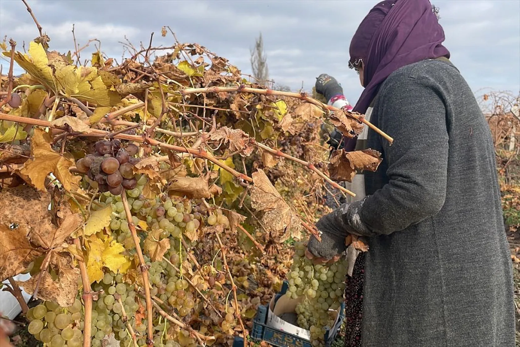 Brandayla kapatılan üzüm bağlarında hasat