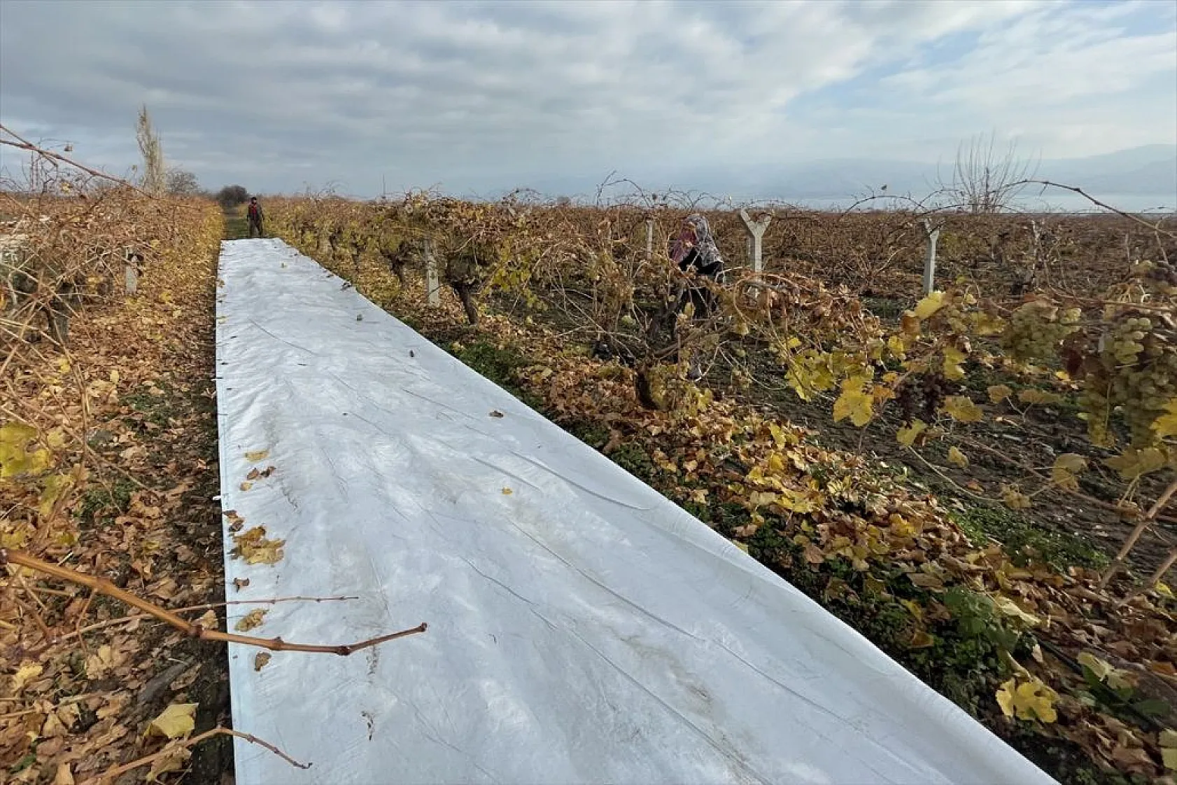Brandayla kapatılan üzüm bağlarında hasat