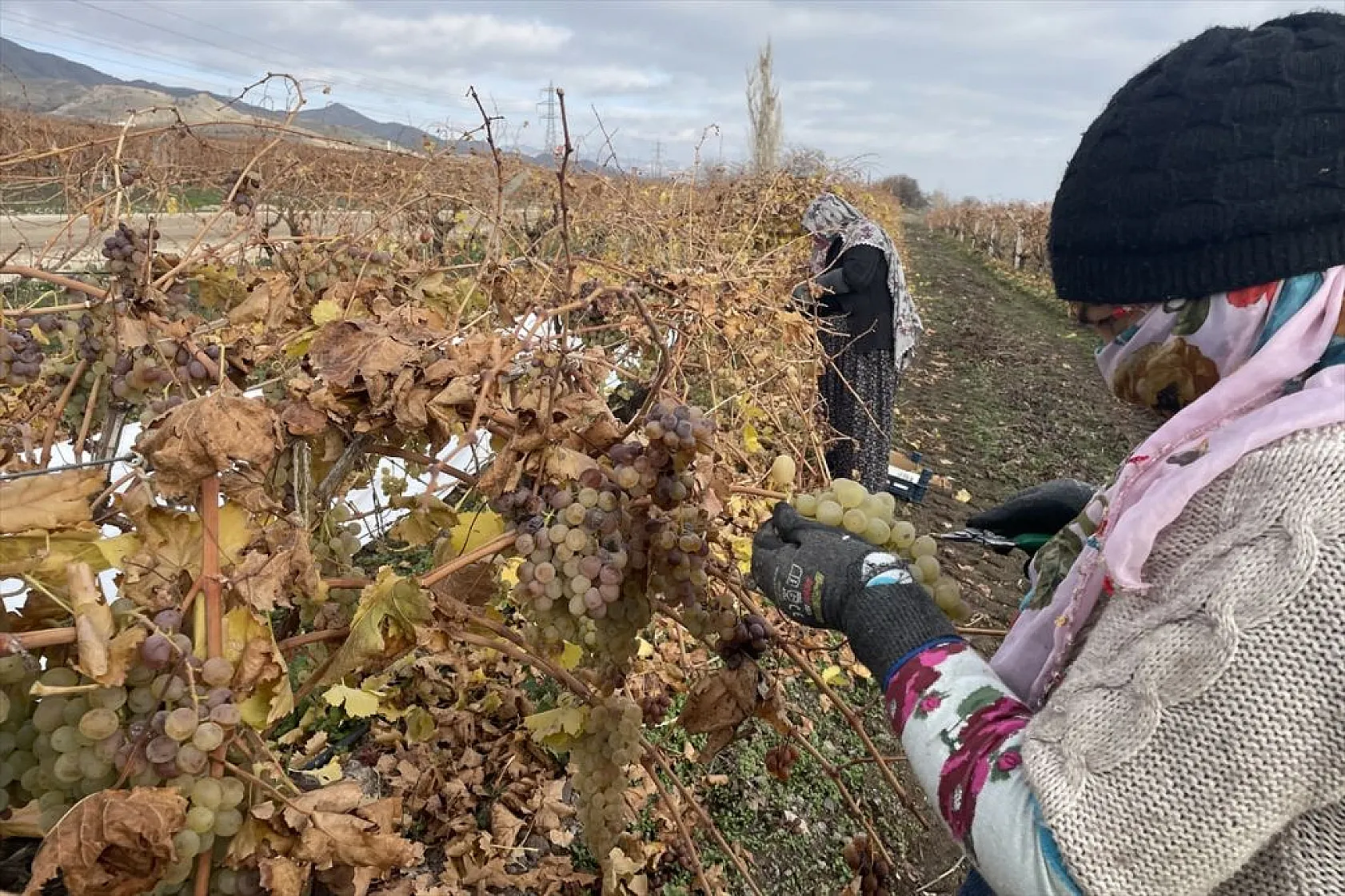 Brandayla kapatılan üzüm bağlarında hasat