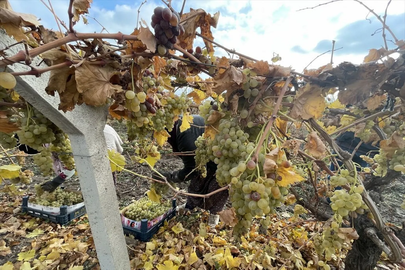 Brandayla kapatılan üzüm bağlarında hasat