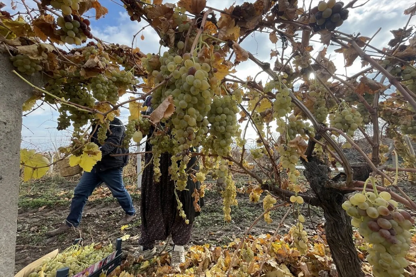 Brandayla kapatılan üzüm bağlarında hasat