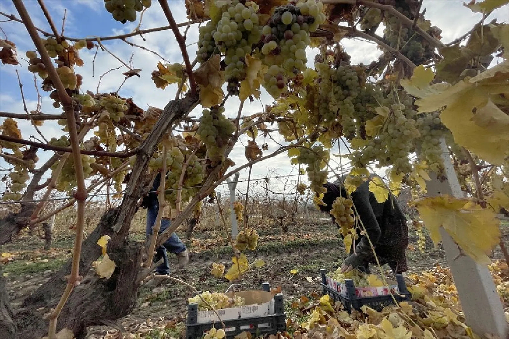 Brandayla kapatılan üzüm bağlarında hasat