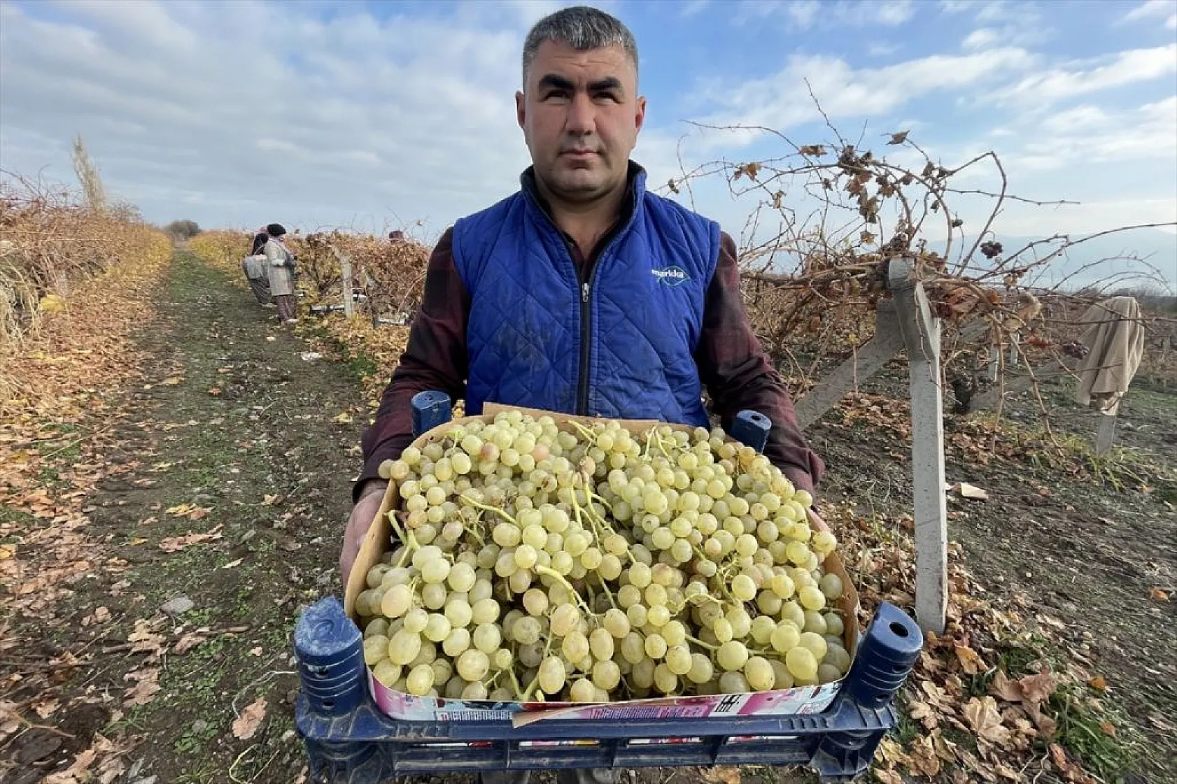 Brandayla kapatılan üzüm bağlarında hasat