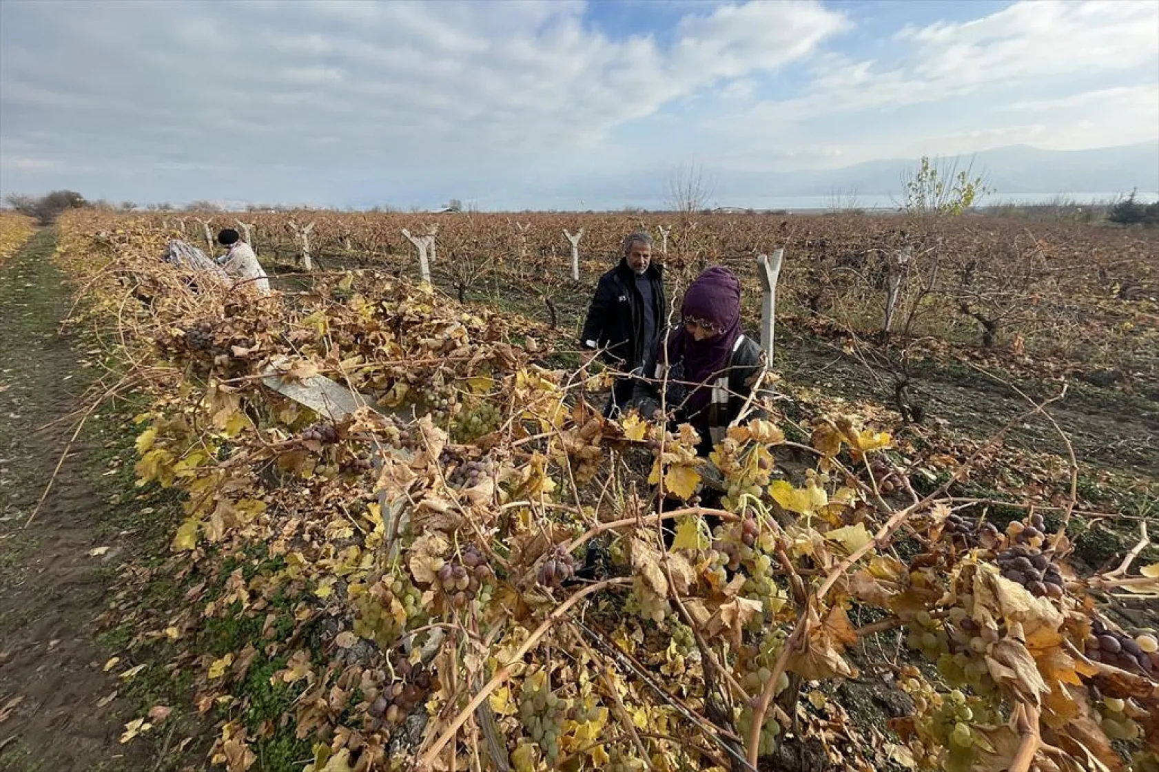 Brandayla kapatılan üzüm bağlarında hasat