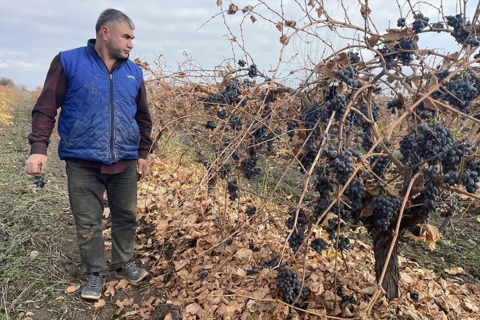 Brandayla kapatılan üzüm bağlarında hasat