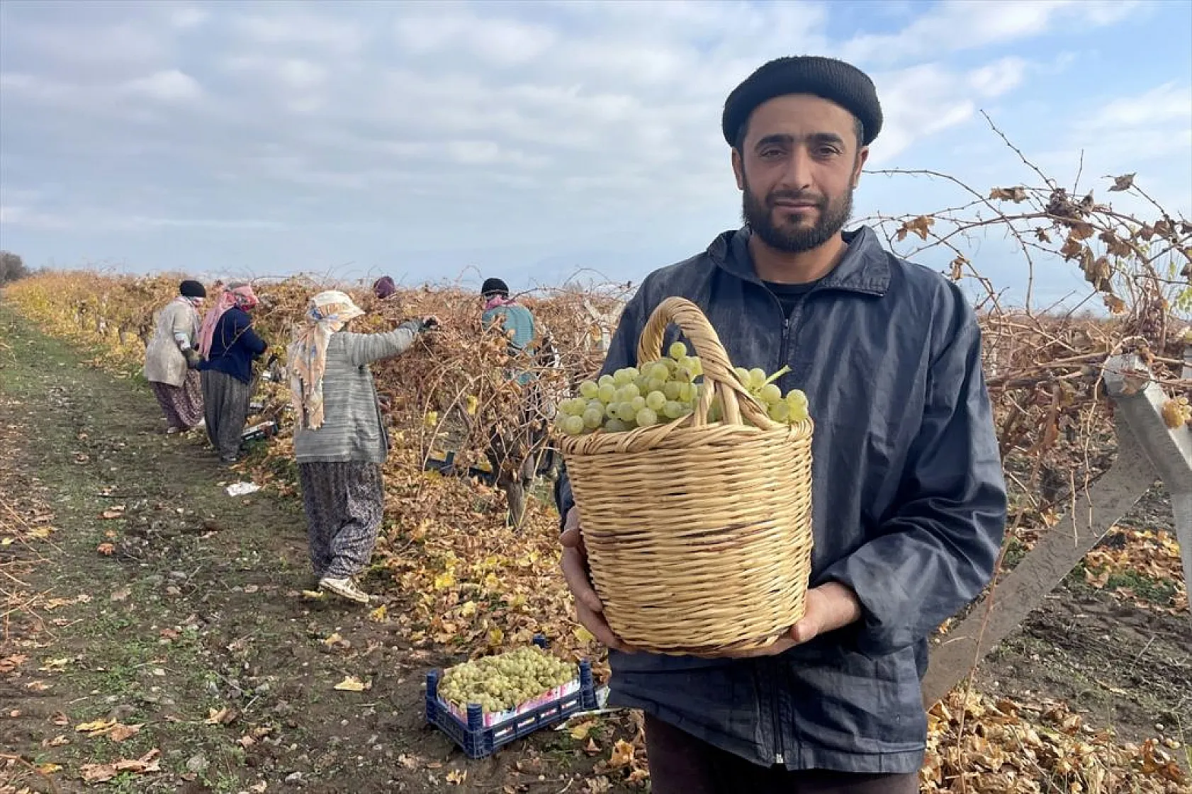 Brandayla kapatılan üzüm bağlarında hasat