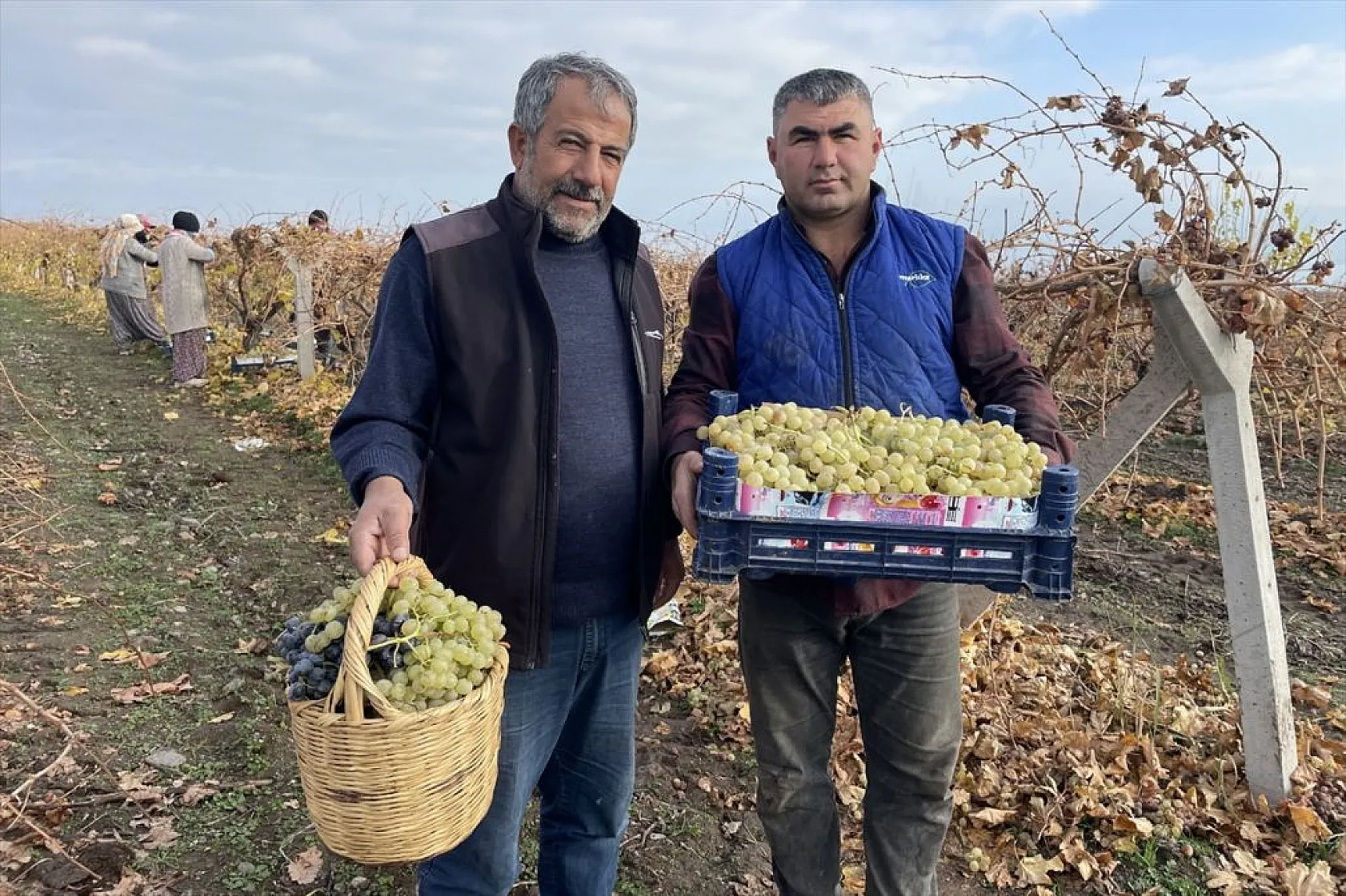 Brandayla kapatılan üzüm bağlarında hasat