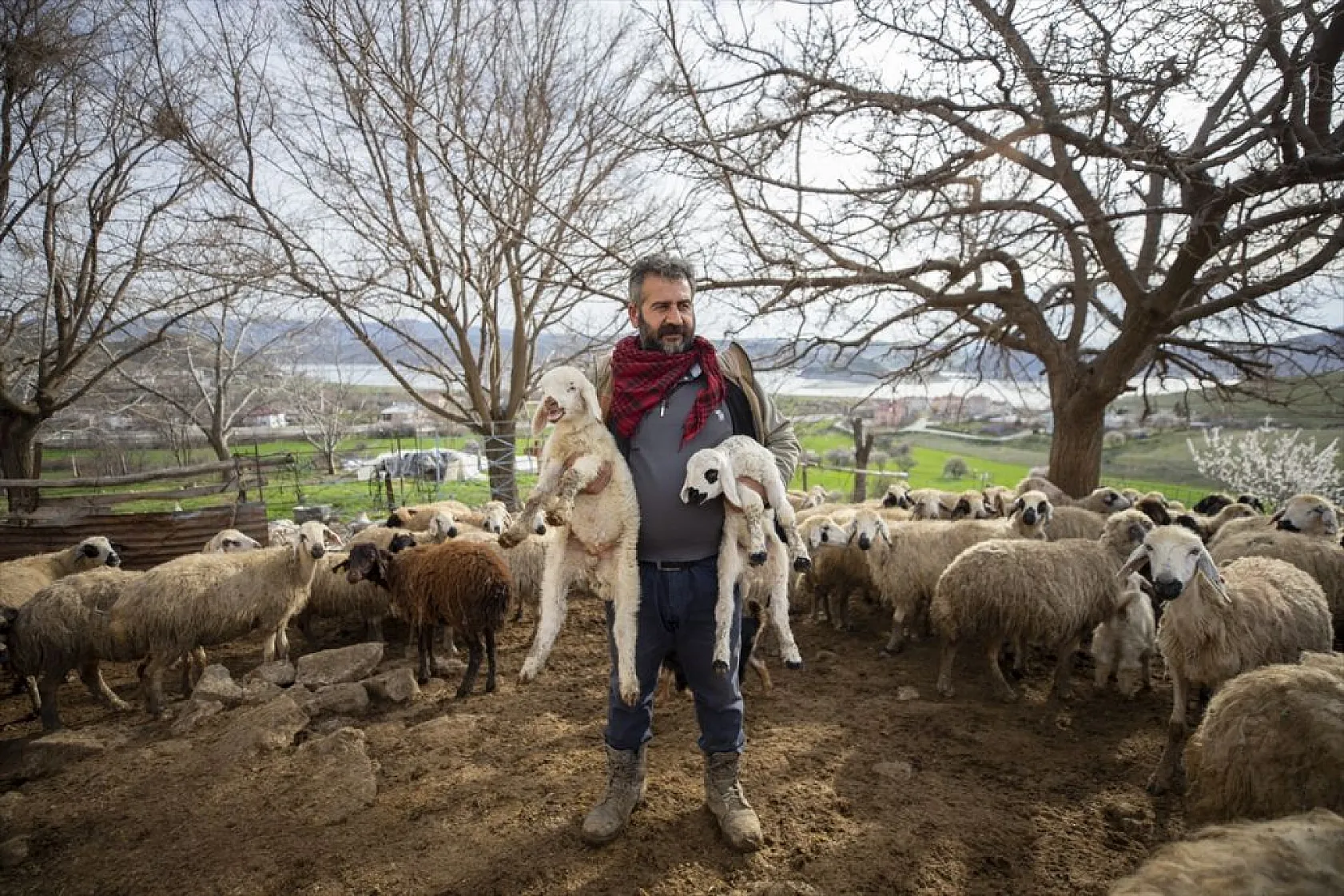 Besiciler 'süt kuzuları'nı özenle büyütüyor