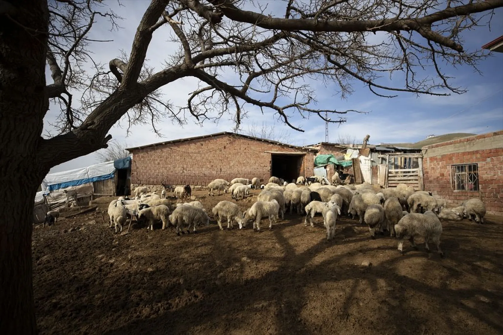 Besiciler 'süt kuzuları'nı özenle büyütüyor