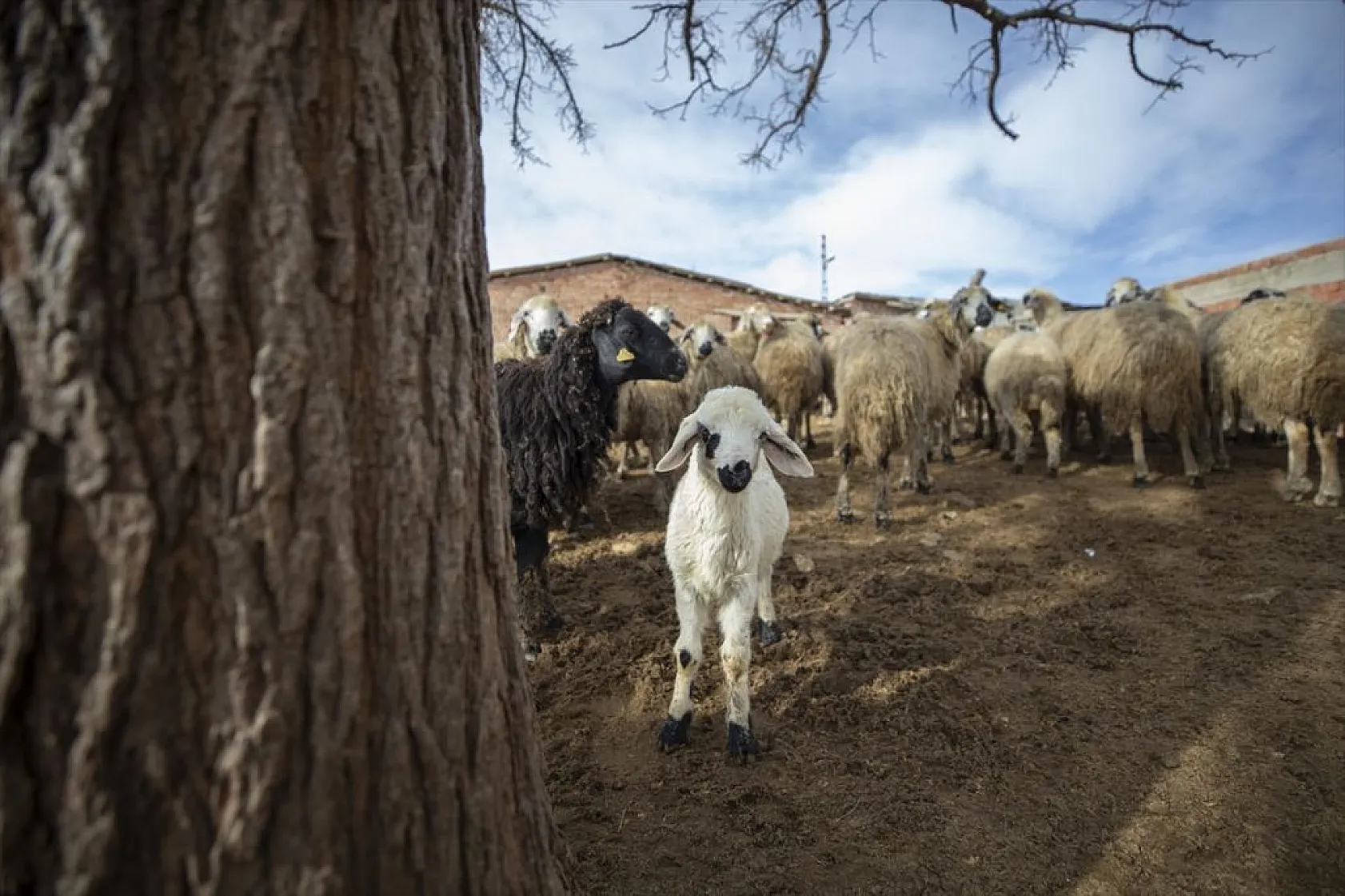 Besiciler 'süt kuzuları'nı özenle büyütüyor