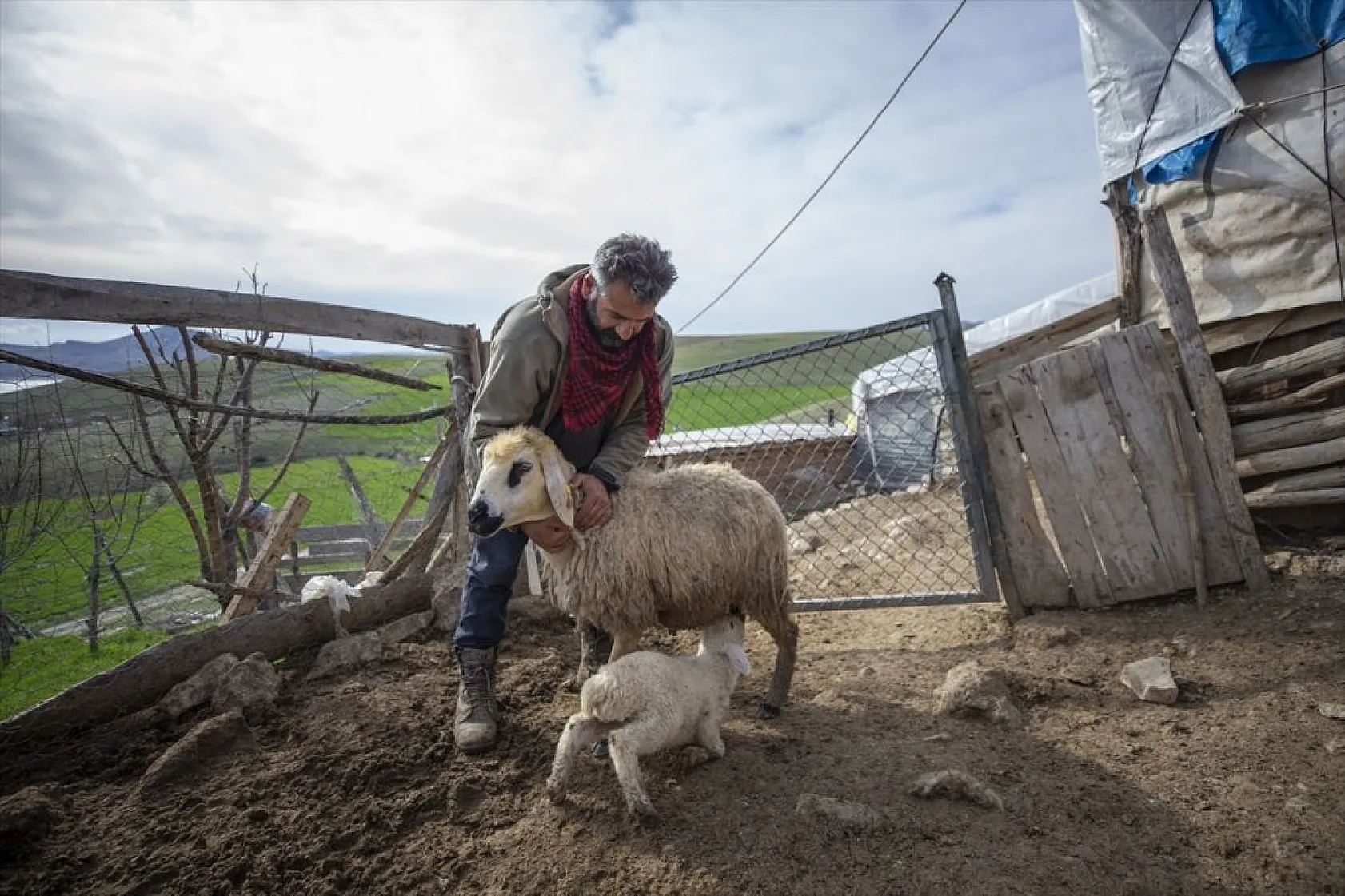 Besiciler 'süt kuzuları'nı özenle büyütüyor