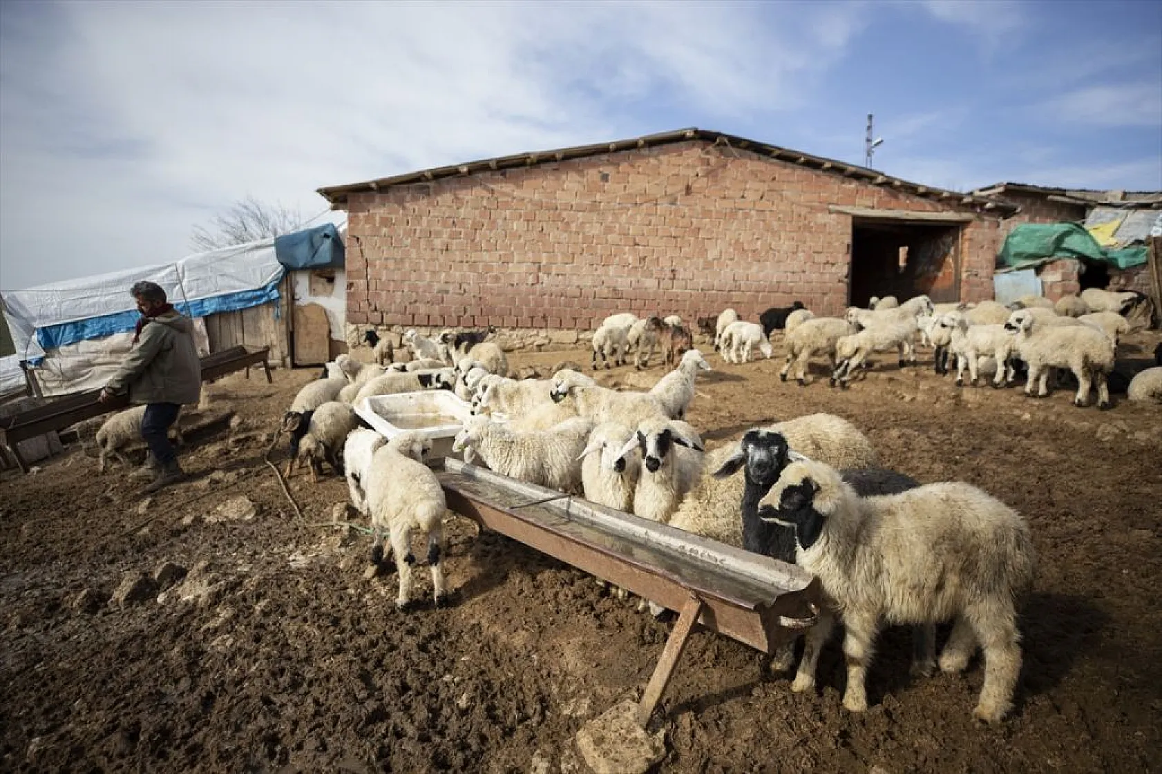 Besiciler 'süt kuzuları'nı özenle büyütüyor