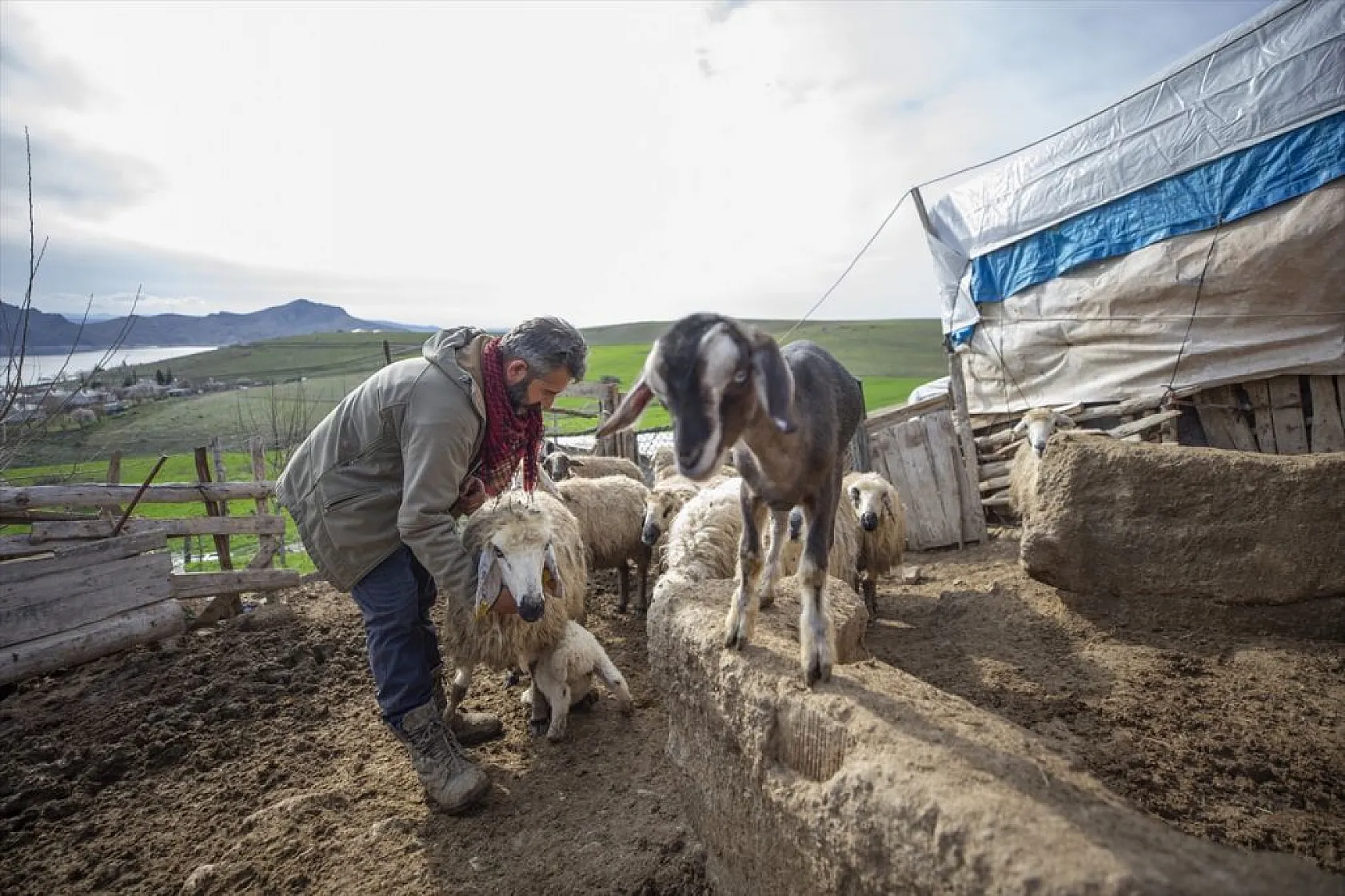 Besiciler 'süt kuzuları'nı özenle büyütüyor
