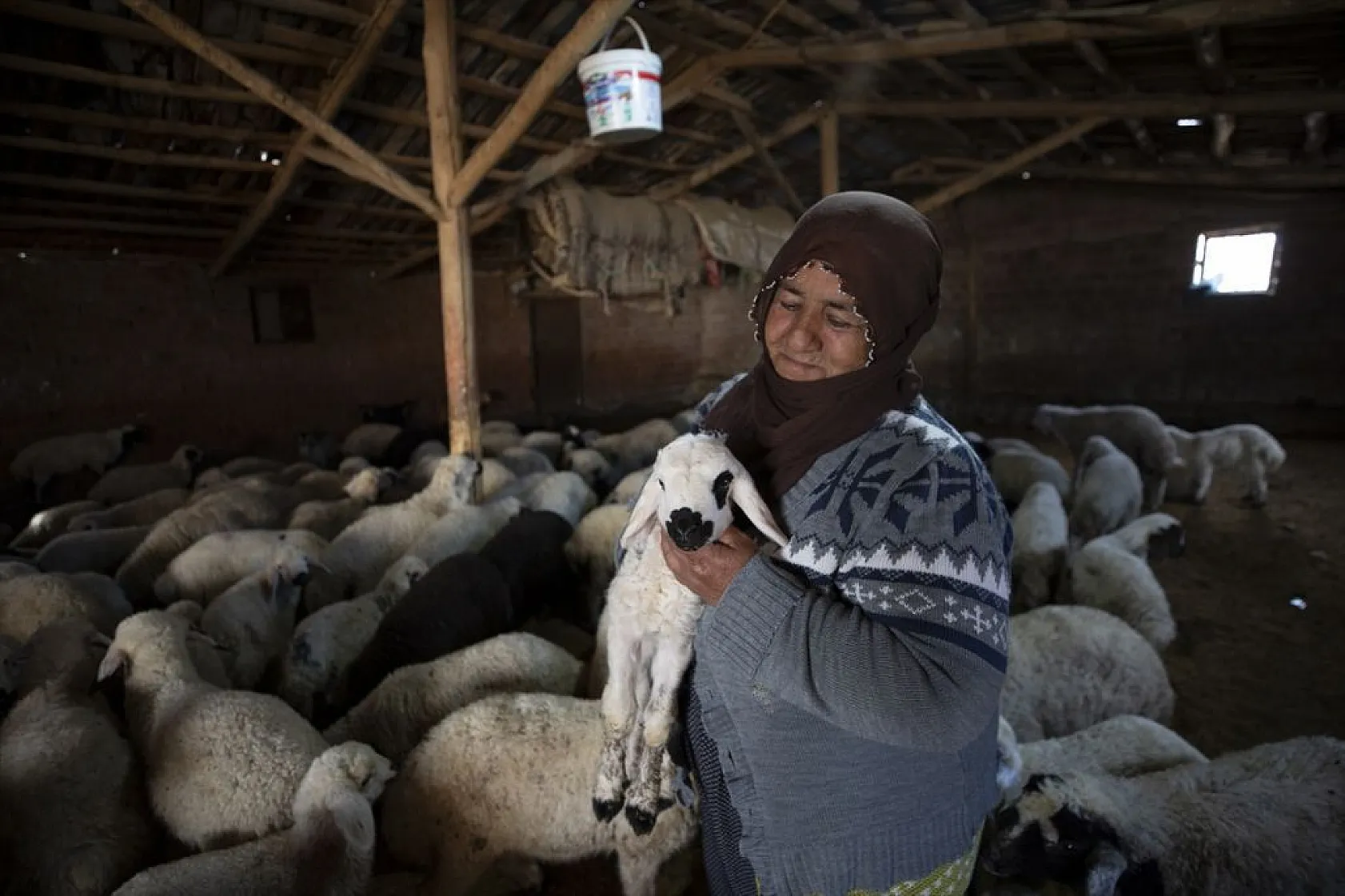 Besiciler 'süt kuzuları'nı özenle büyütüyor