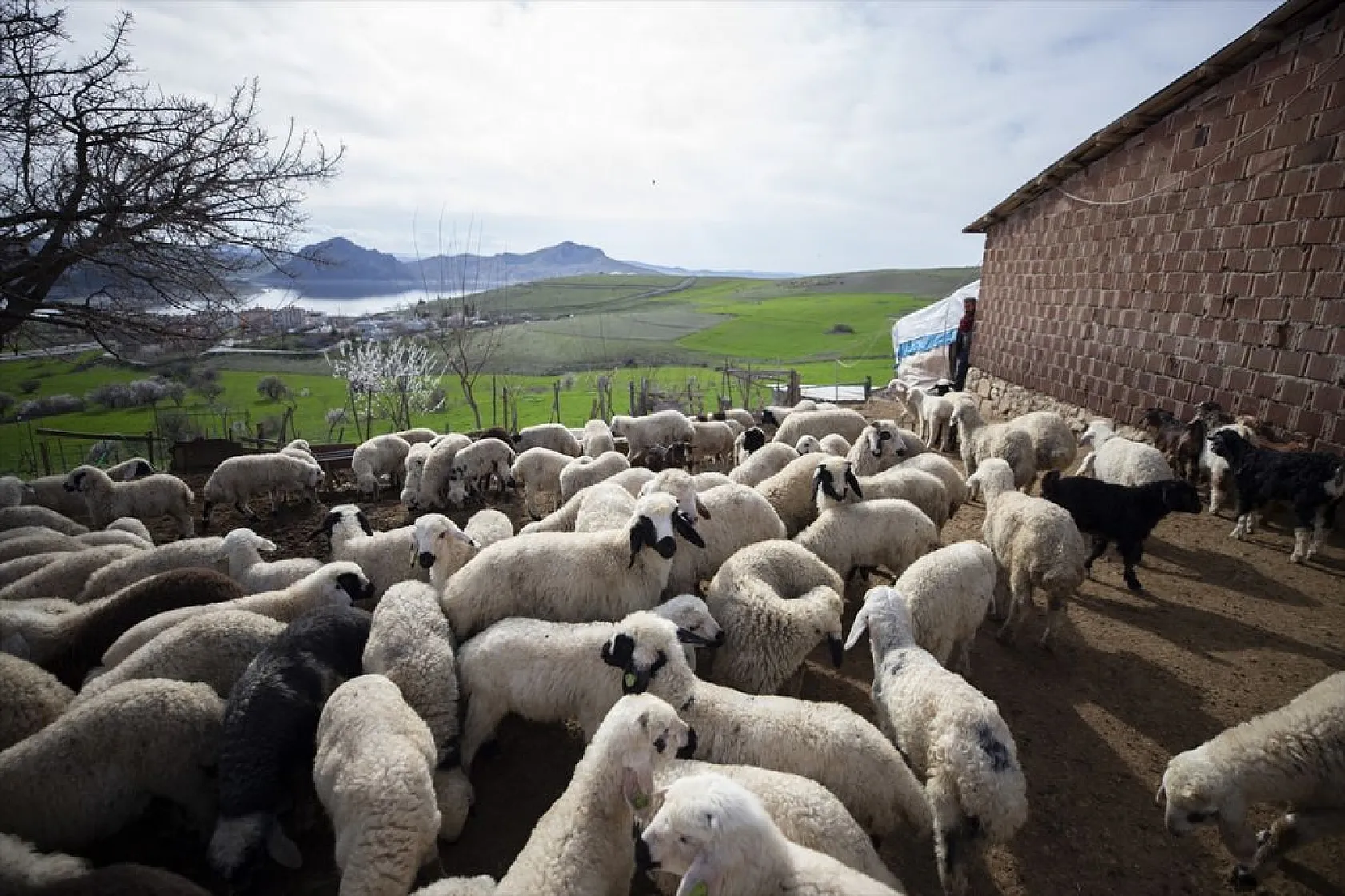 Besiciler 'süt kuzuları'nı özenle büyütüyor