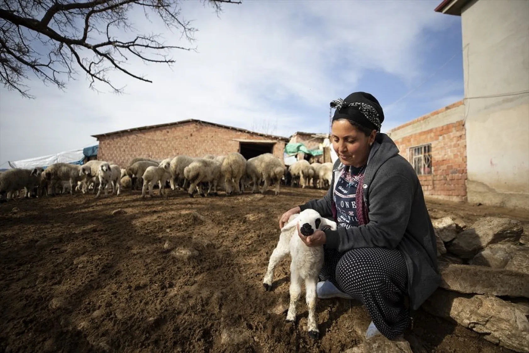 Besiciler 'süt kuzuları'nı özenle büyütüyor