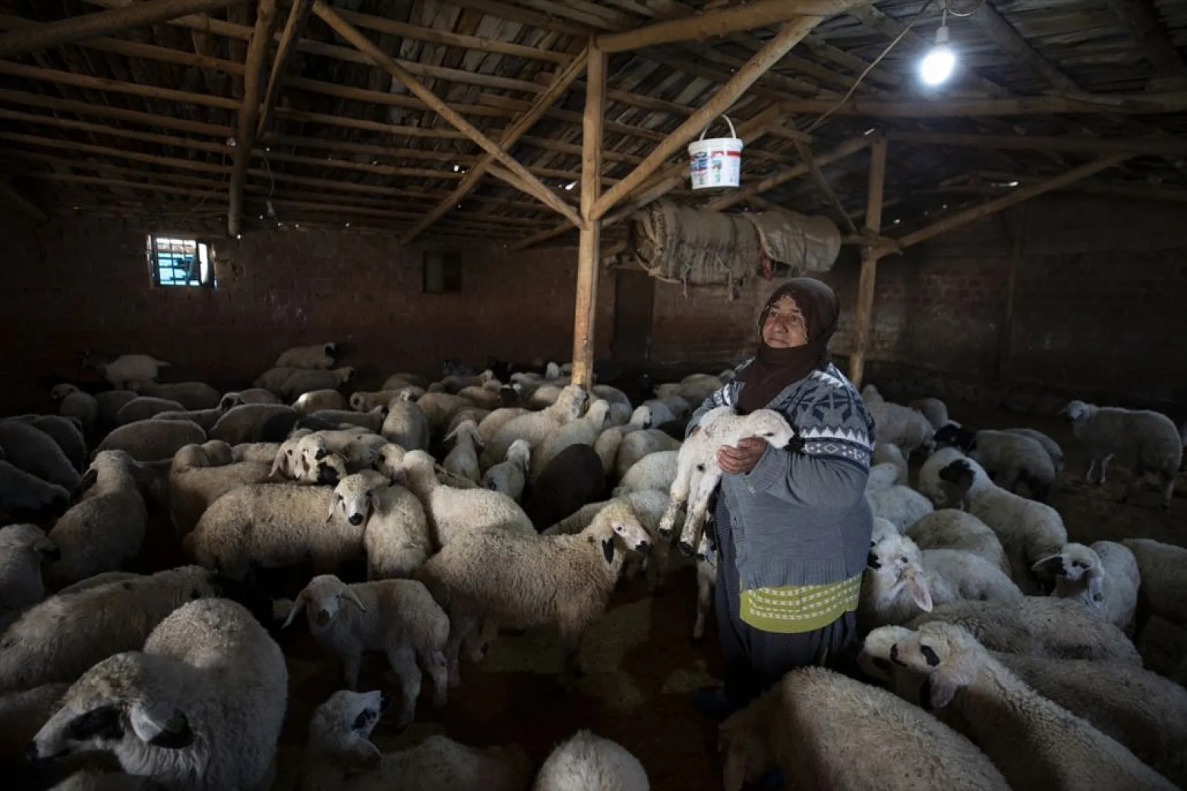 Besiciler 'süt kuzuları'nı özenle büyütüyor