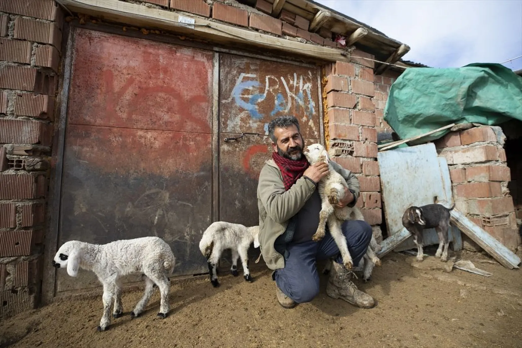 Besiciler 'süt kuzuları'nı özenle büyütüyor