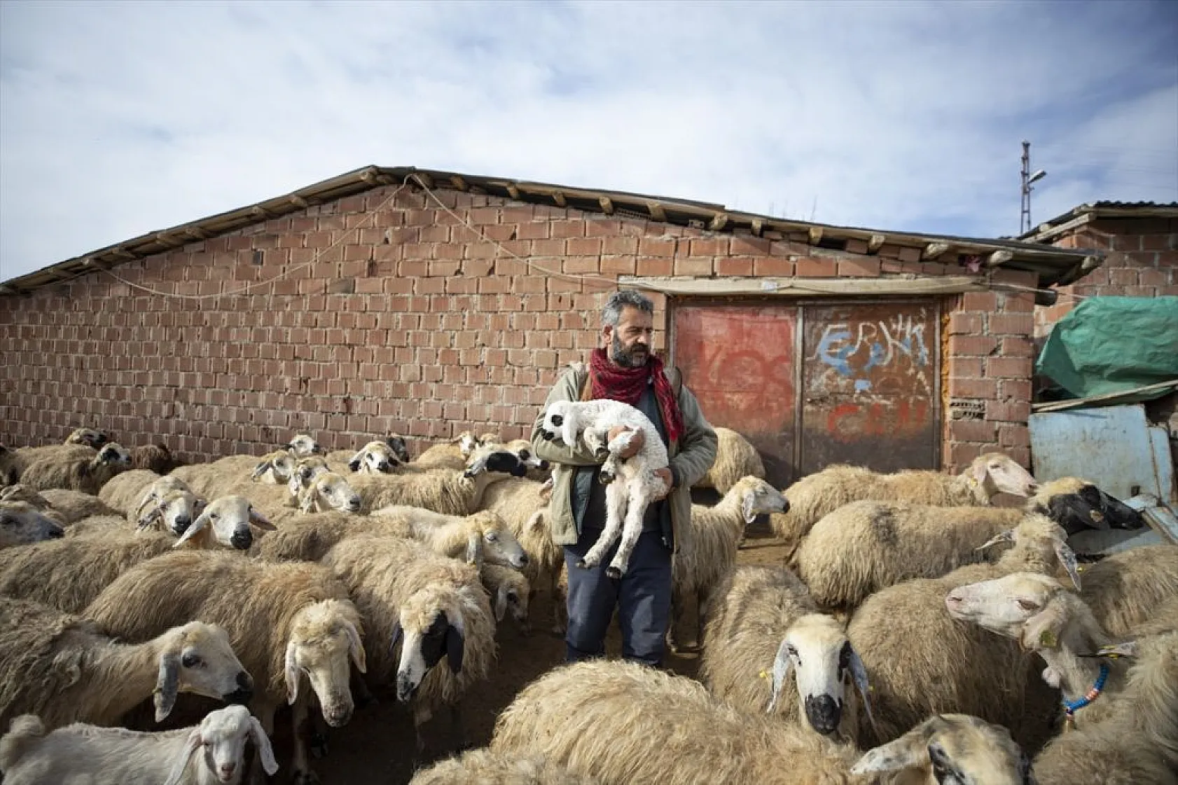 Besiciler 'süt kuzuları'nı özenle büyütüyor
