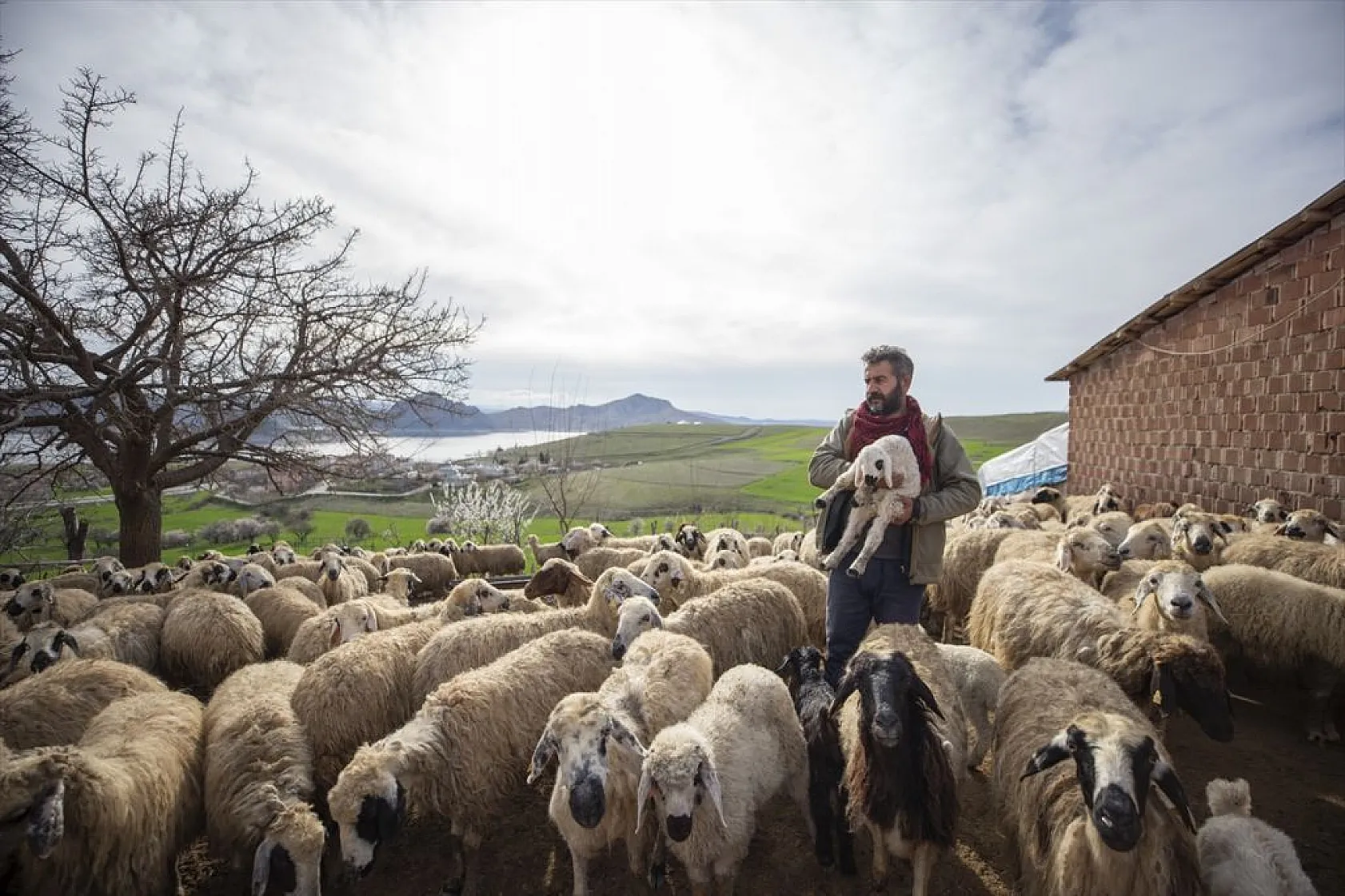 Besiciler 'süt kuzuları'nı özenle büyütüyor