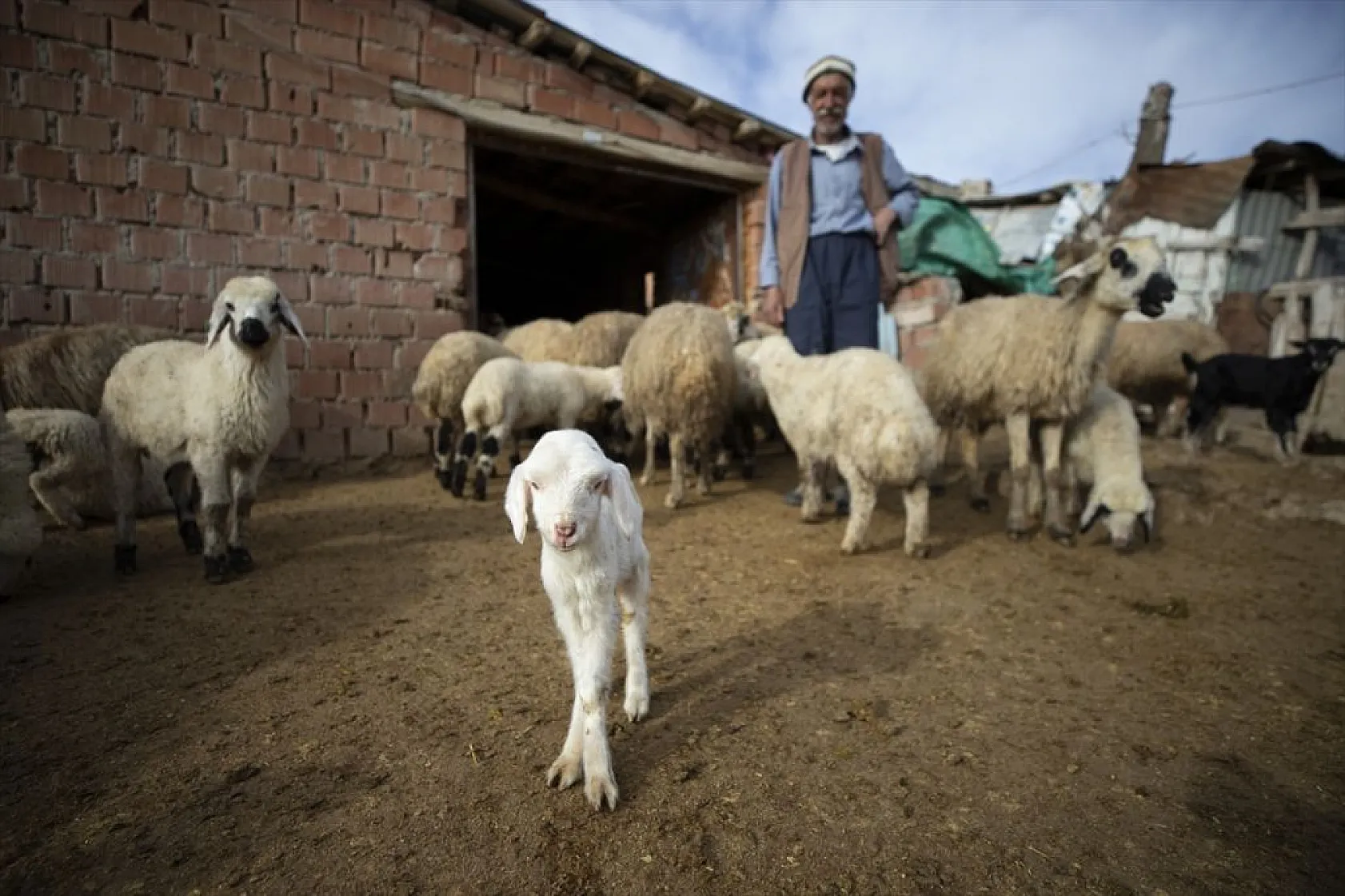 Besiciler 'süt kuzuları'nı özenle büyütüyor
