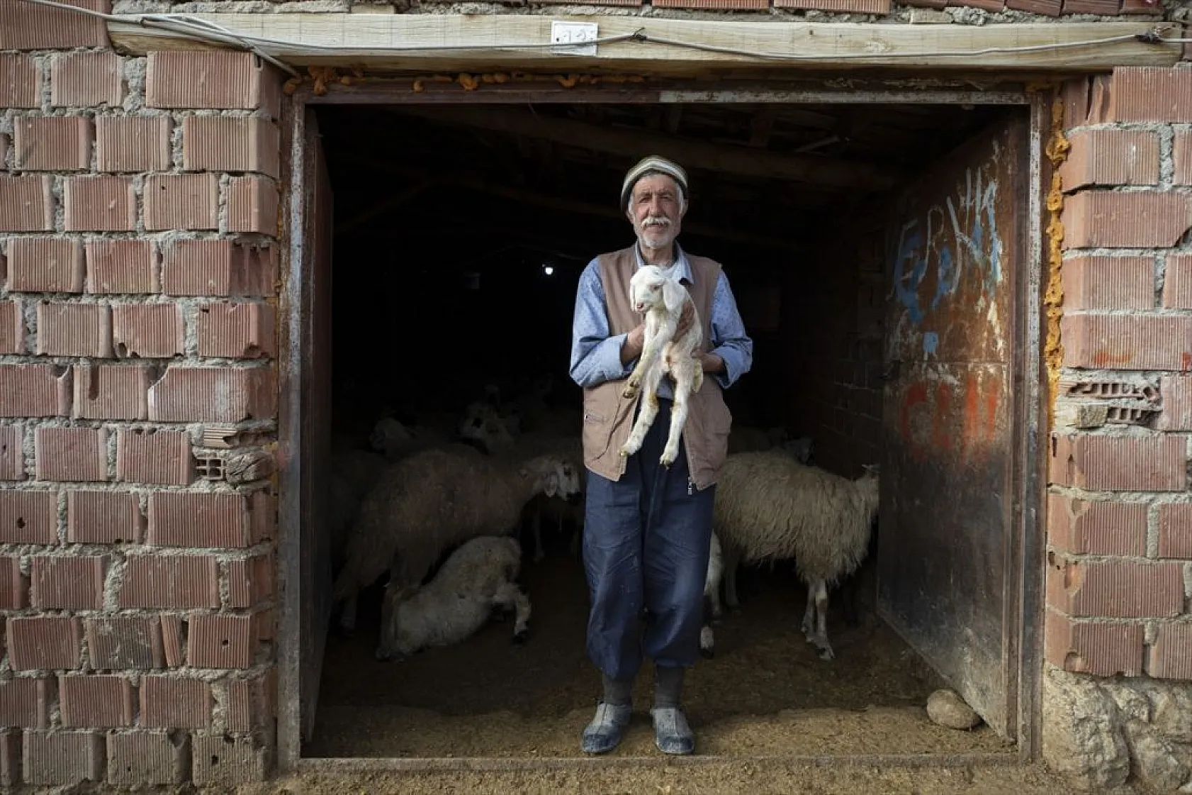 Besiciler 'süt kuzuları'nı özenle büyütüyor