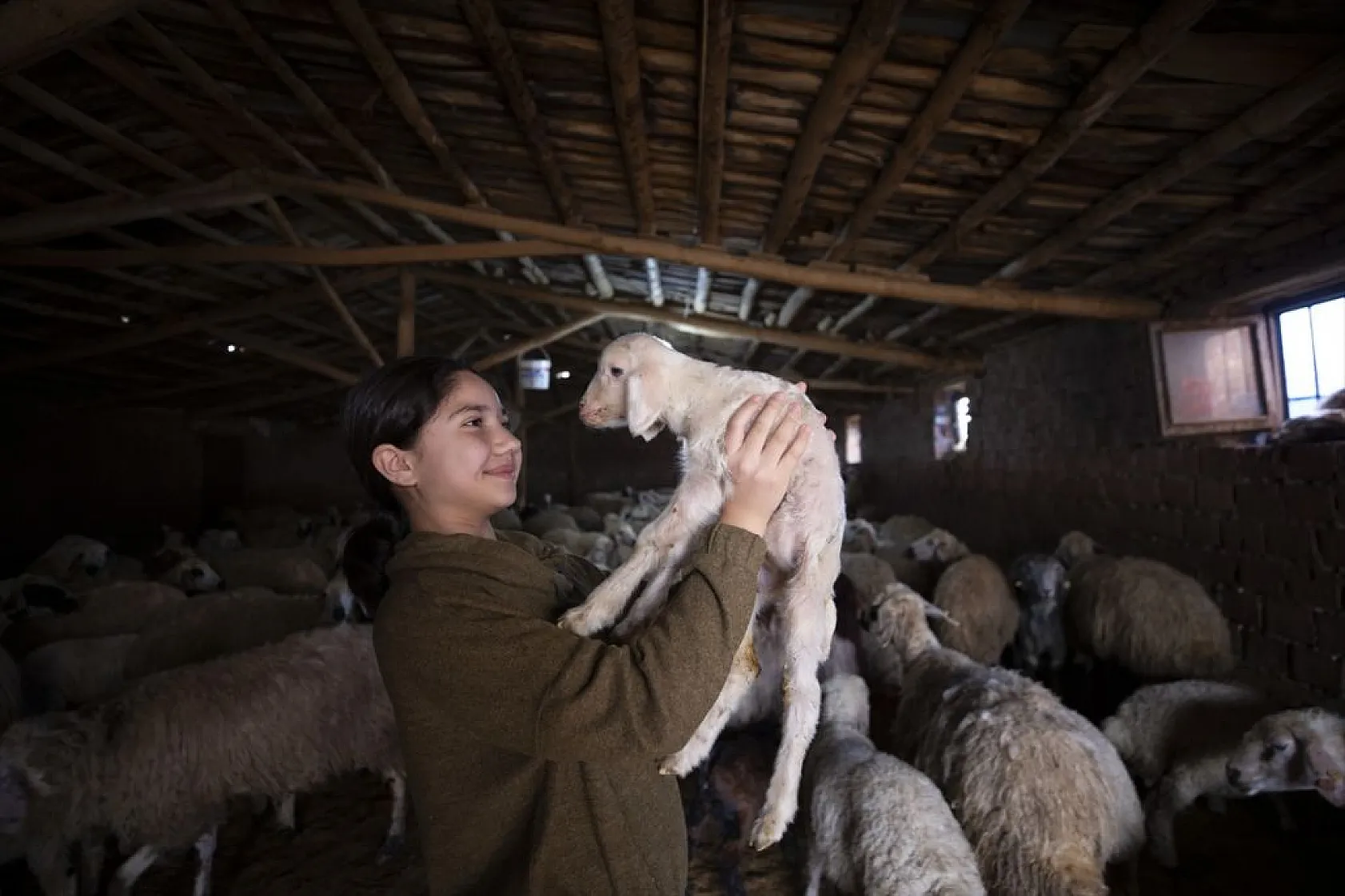 Besiciler 'süt kuzuları'nı özenle büyütüyor