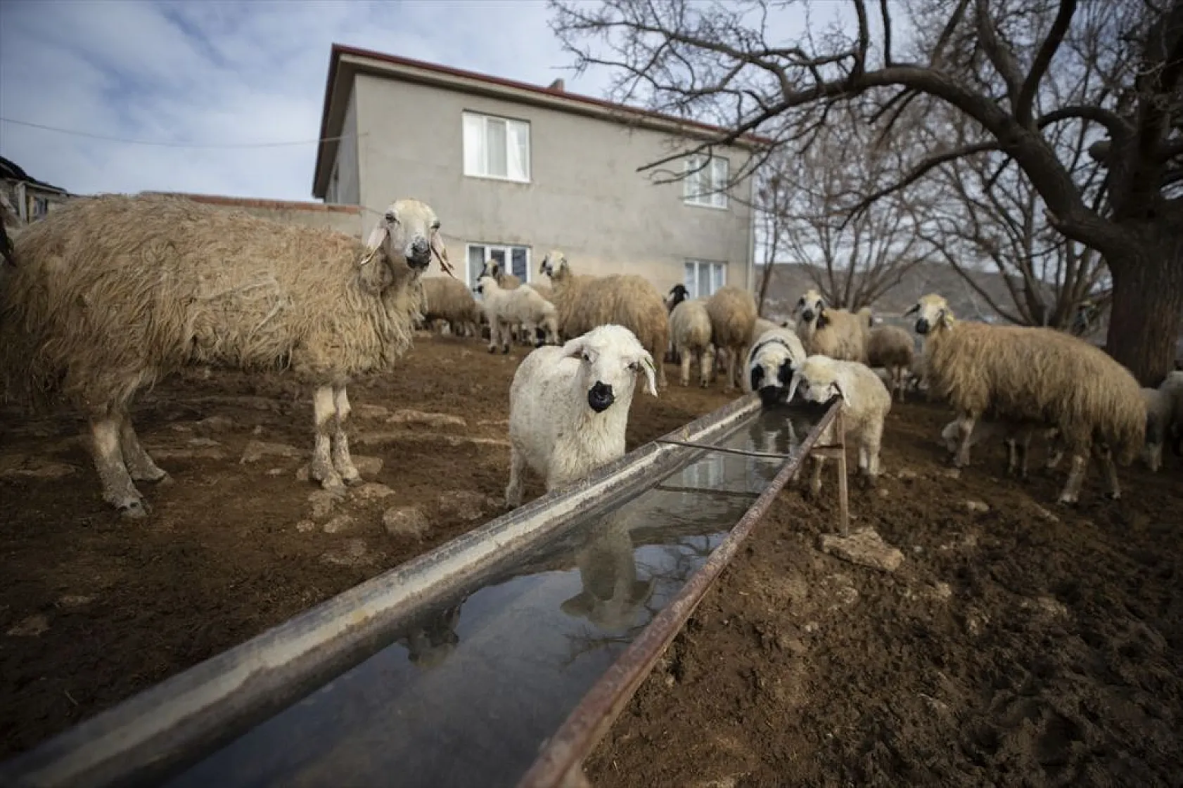Besiciler 'süt kuzuları'nı özenle büyütüyor