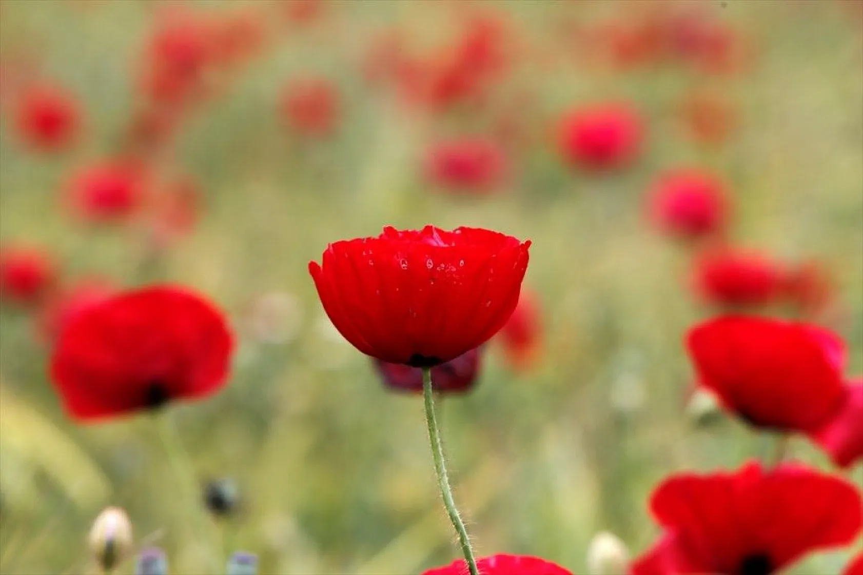 Elazığ'da gelincik şöleni