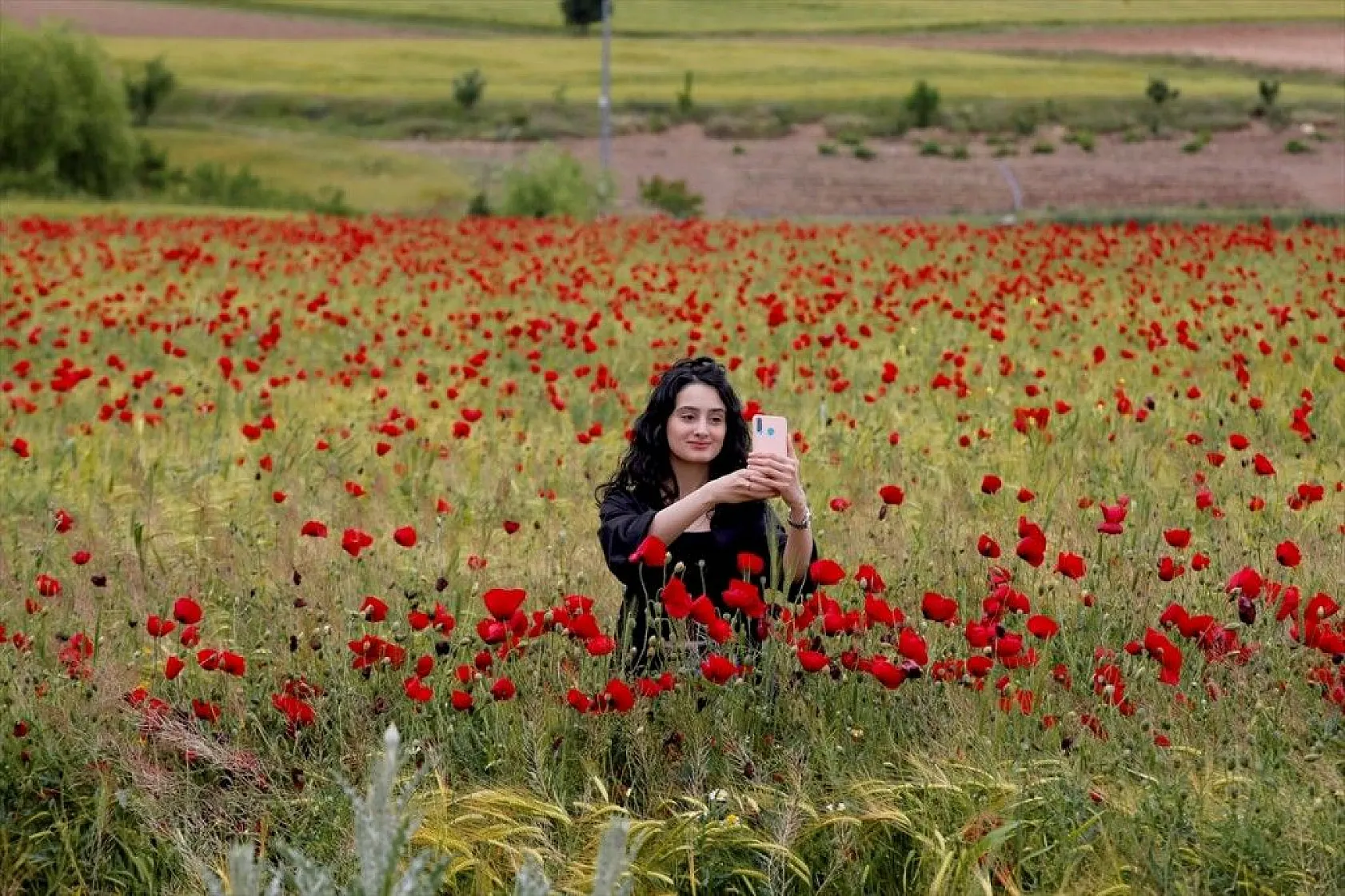 Elazığ'da gelincik şöleni