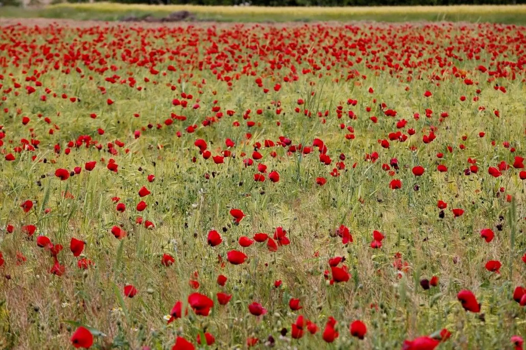 Elazığ'da gelincik şöleni