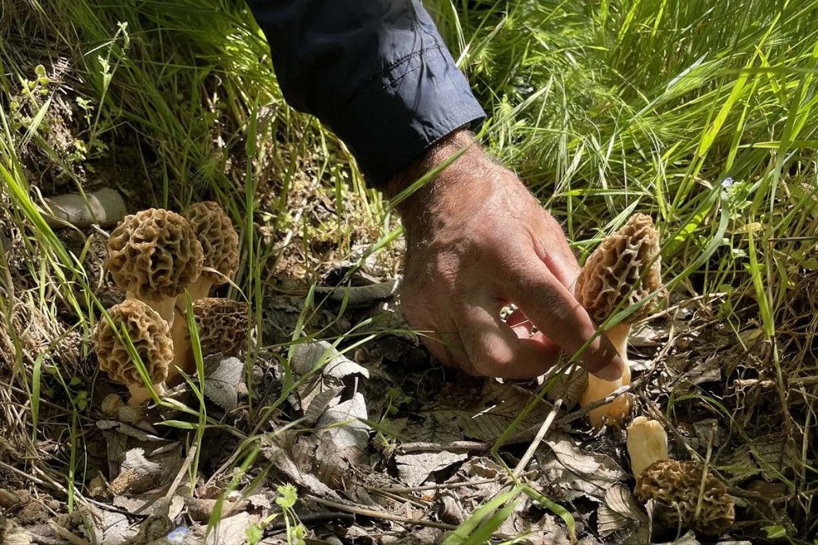 Elazığ'da 'Kuzugöbeği' mantarına yağmur bereketi