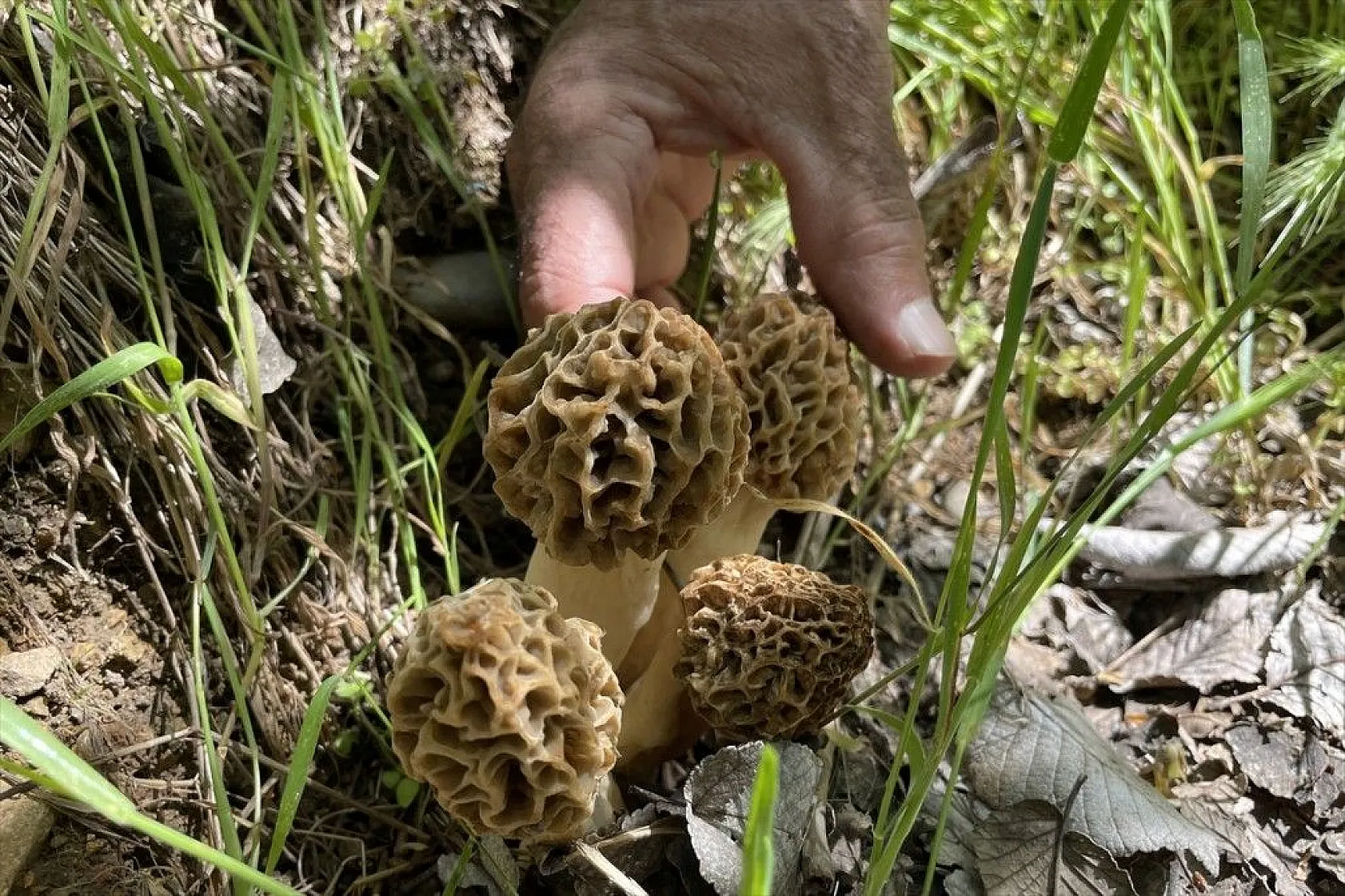 Elazığ'da 'Kuzugöbeği' mantarına yağmur bereketi