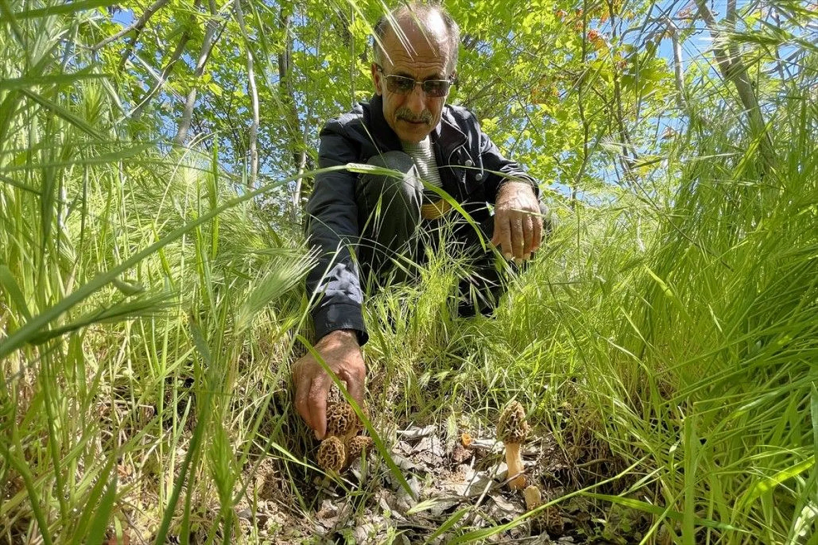 Elazığ'da 'Kuzugöbeği' mantarına yağmur bereketi