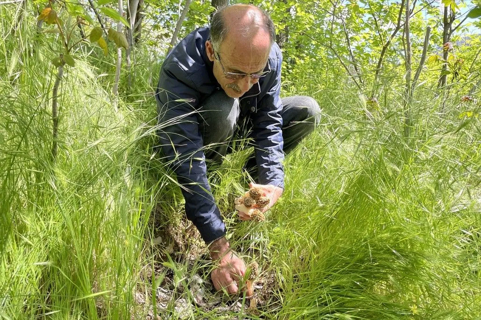 Elazığ'da 'Kuzugöbeği' mantarına yağmur bereketi
