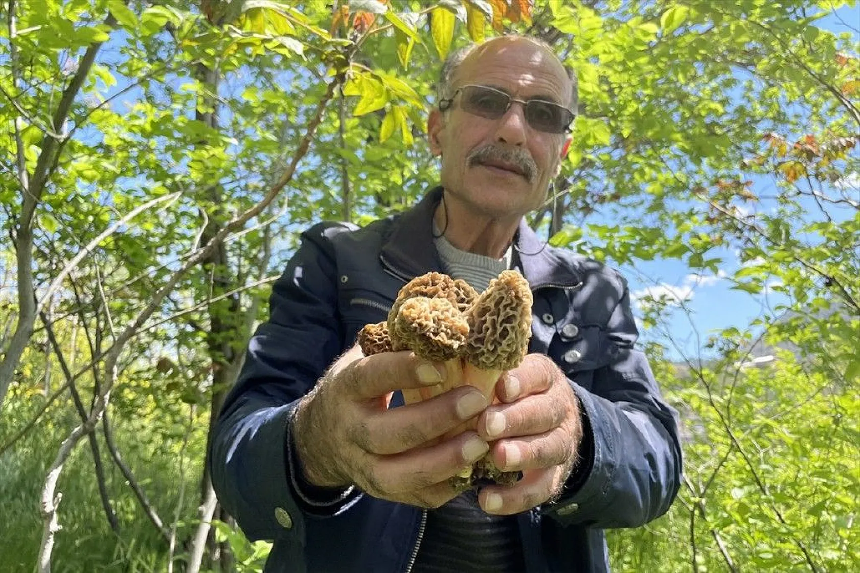 Elazığ'da 'Kuzugöbeği' mantarına yağmur bereketi