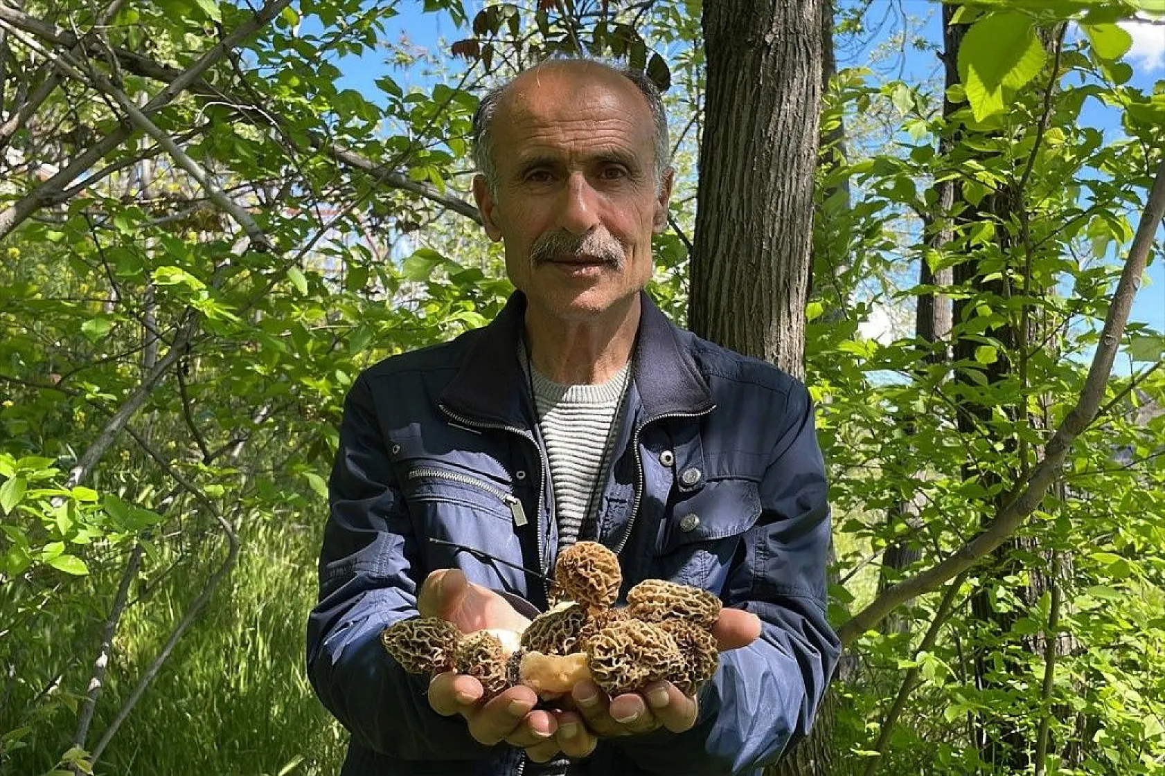 Elazığ'da 'Kuzugöbeği' mantarına yağmur bereketi