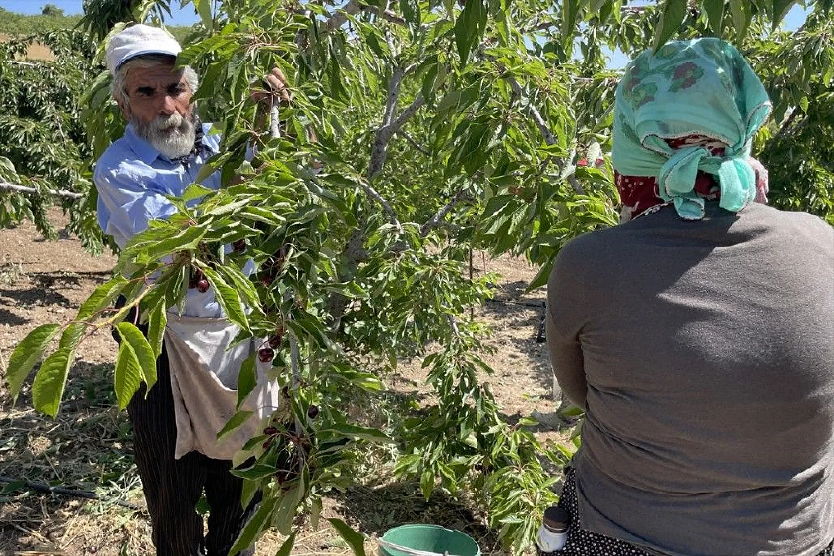 Elazığ'da 7 bin dekar alanda kiraz hasadı başladı