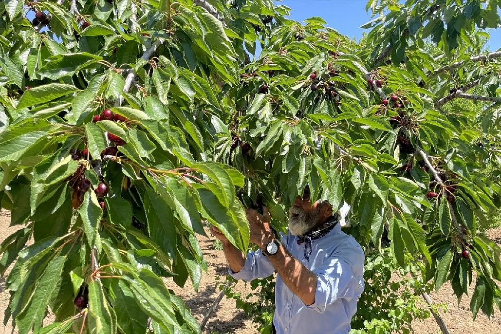 Elazığ'da kiraz hasadı