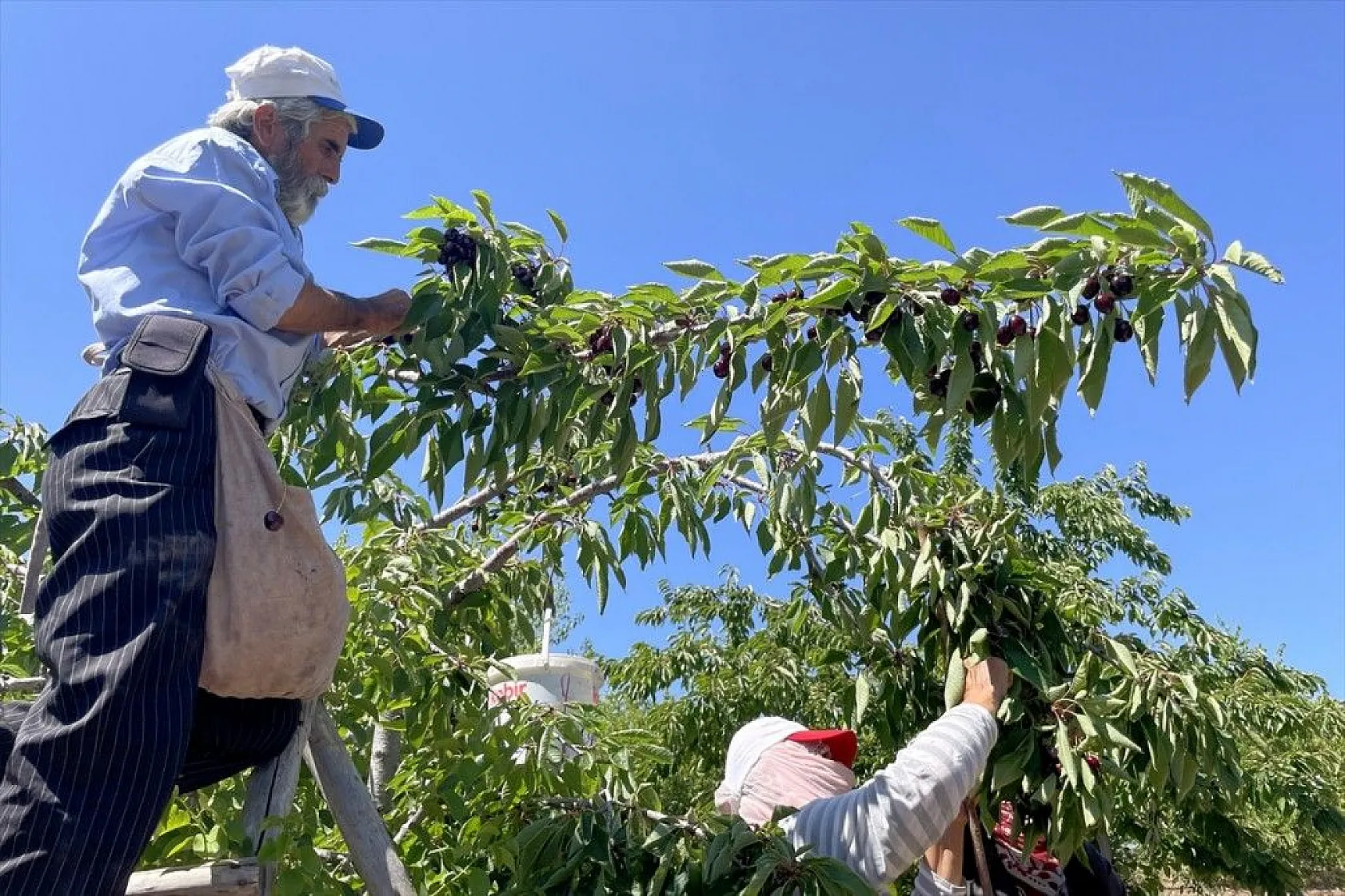 Elazığ'da 7 bin dekar alanda kiraz hasadı başladı