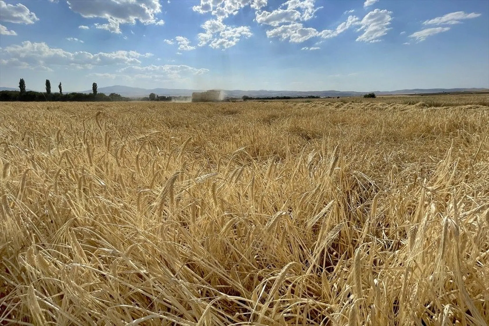 'Elazığ'da son yılların en yüksek arpa ve buğday rekoltesi bekleniyor'